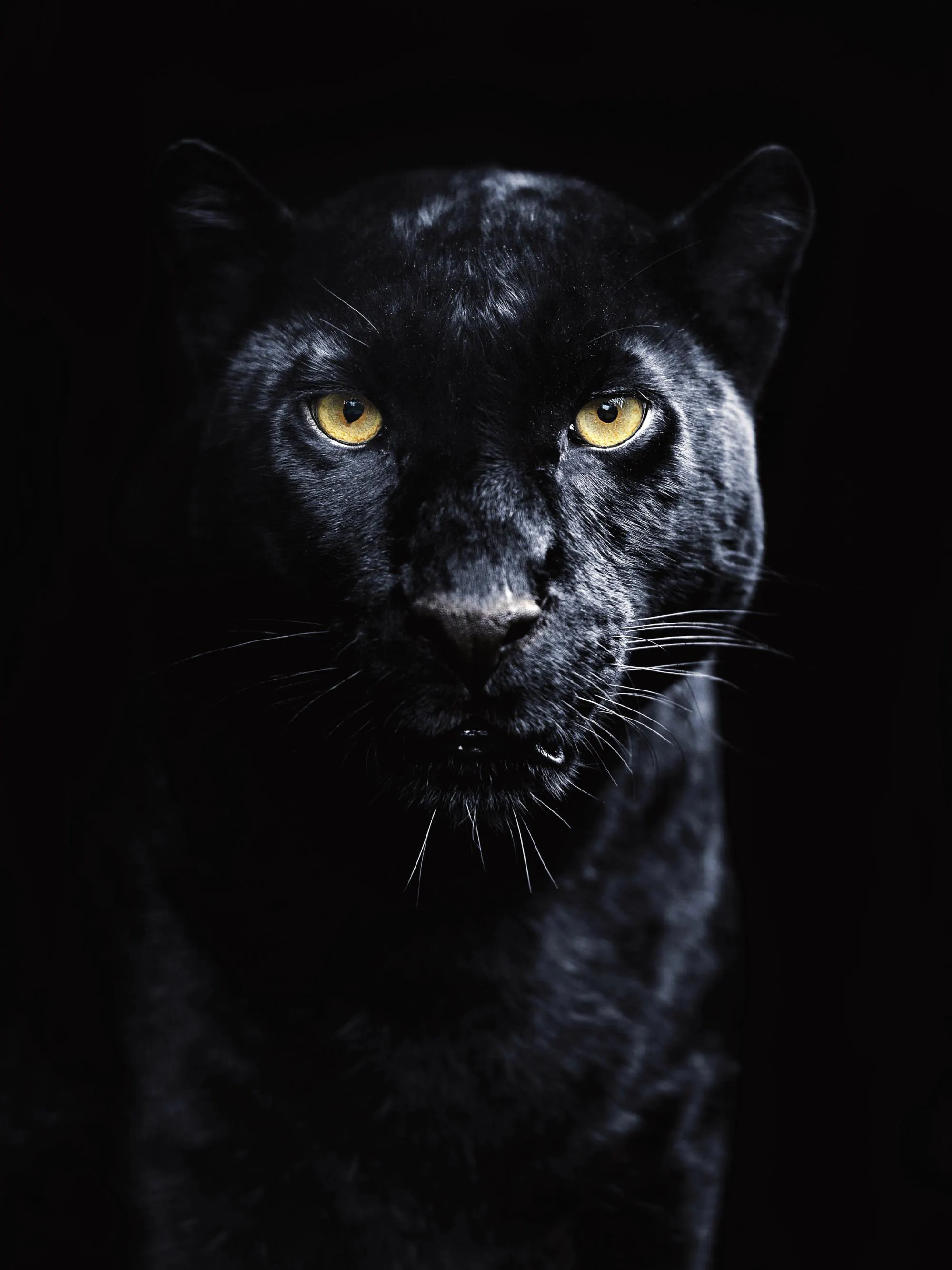 Panther Poster with Predator Imagery. Poster Store US