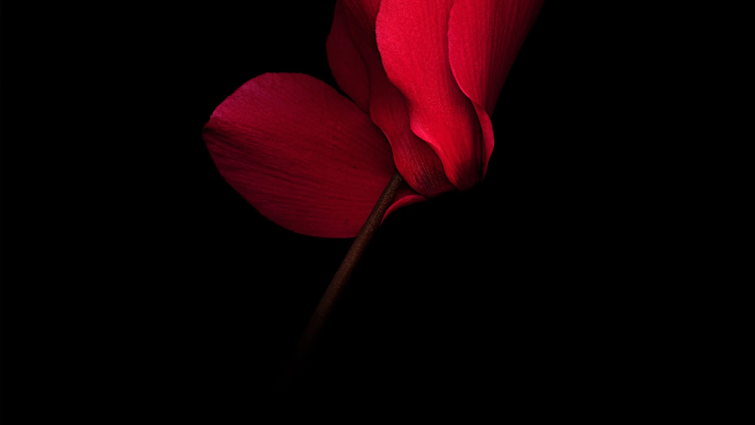 WQHD, QHD, 16:9 OLED Wallpaper Free 2560x1440 High Quality Background