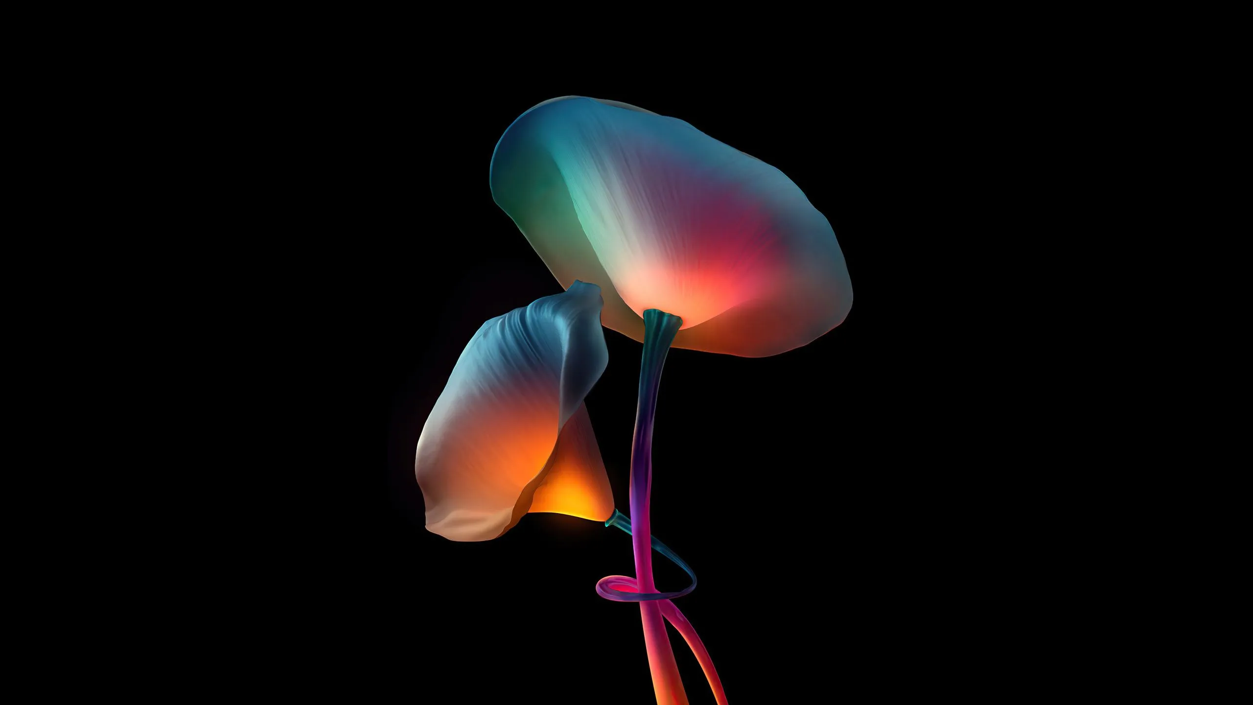 Flowers Oled 1440P Resolution , HD 4k Wallpaper, Image, Background, Photos and Picture