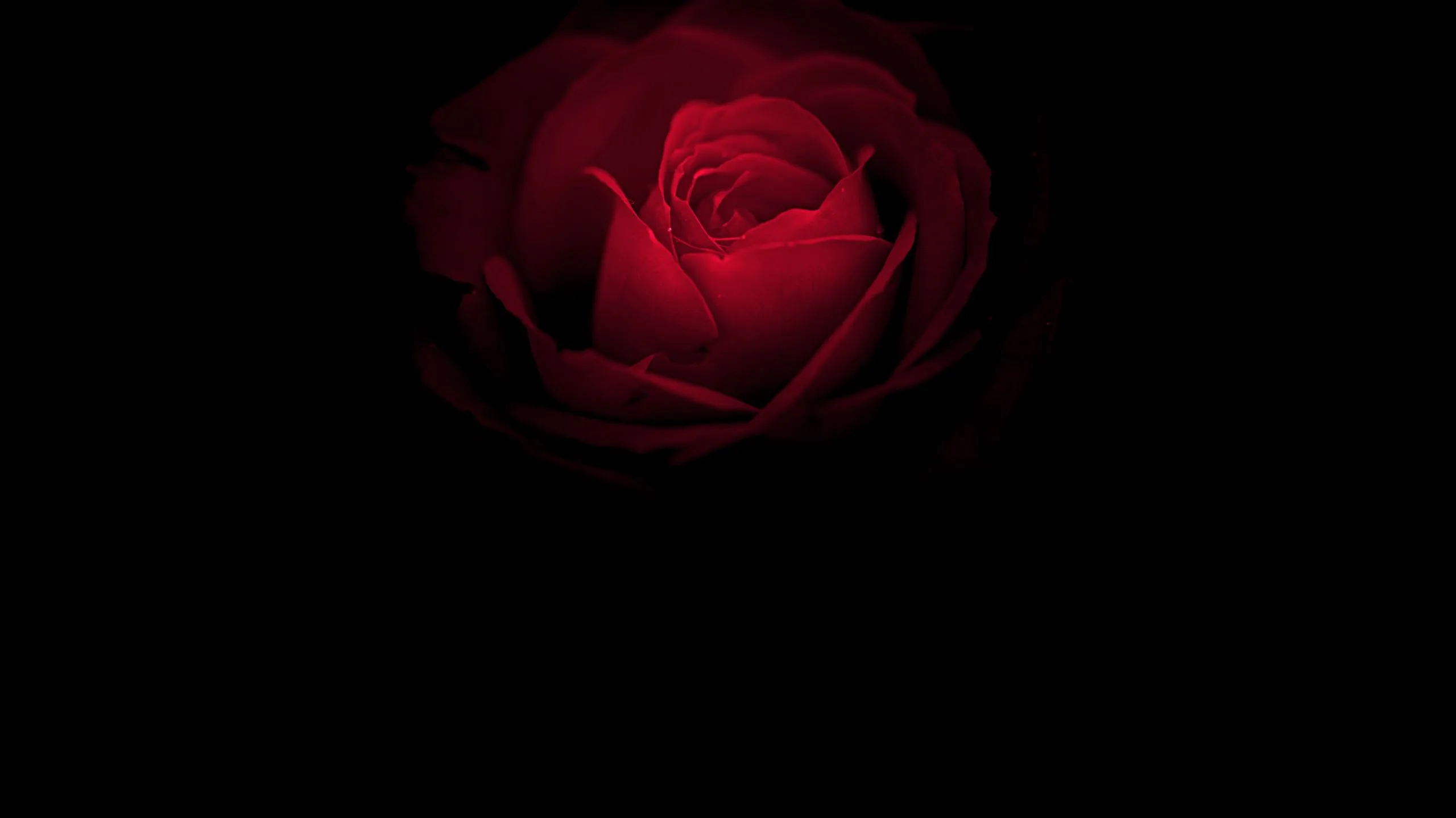 WQHD, QHD, 16:9 OLED Wallpaper Free 2560x1440 High Quality Background
