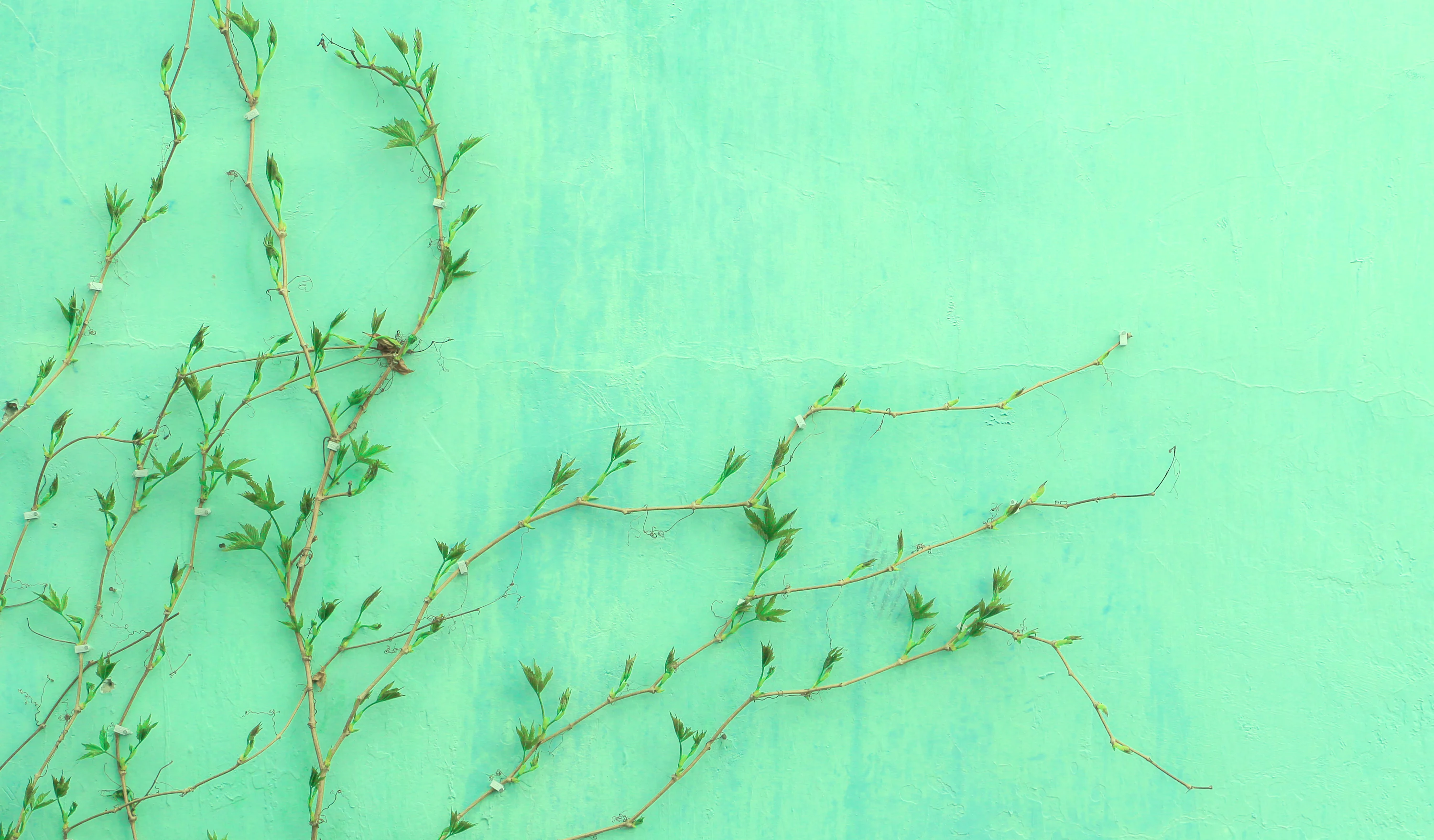 Green Wallpaper Picture Creators