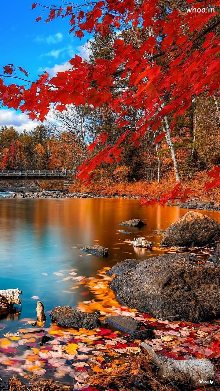 Natural Scene Image & HD Wallpaper For Mobiles Natural Image Wallpaper Mobile Wallpaper Wallpaper