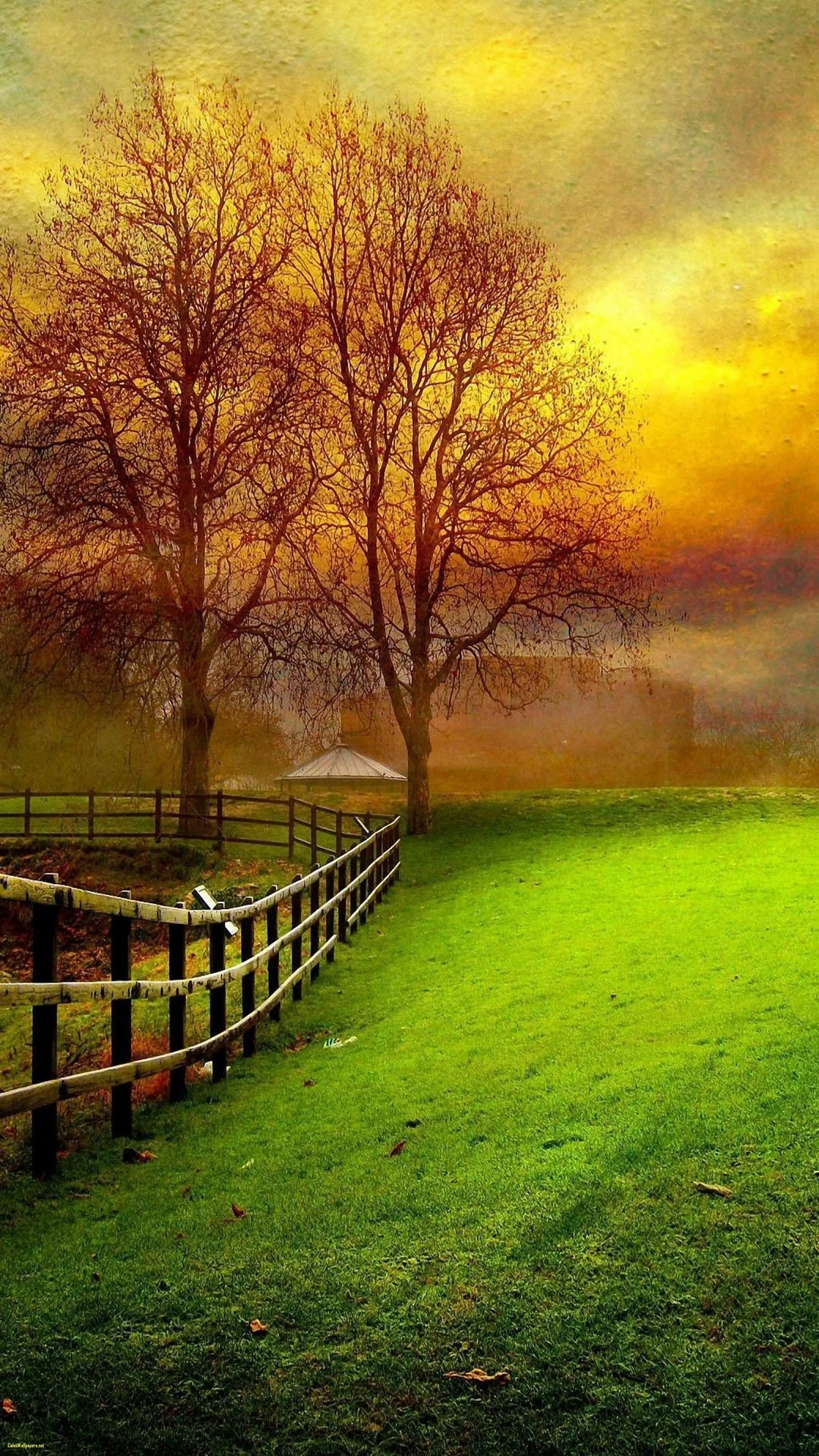 Wallpaper Natural Landscape, Nature, Green, Tree, Morning, Background Free Image