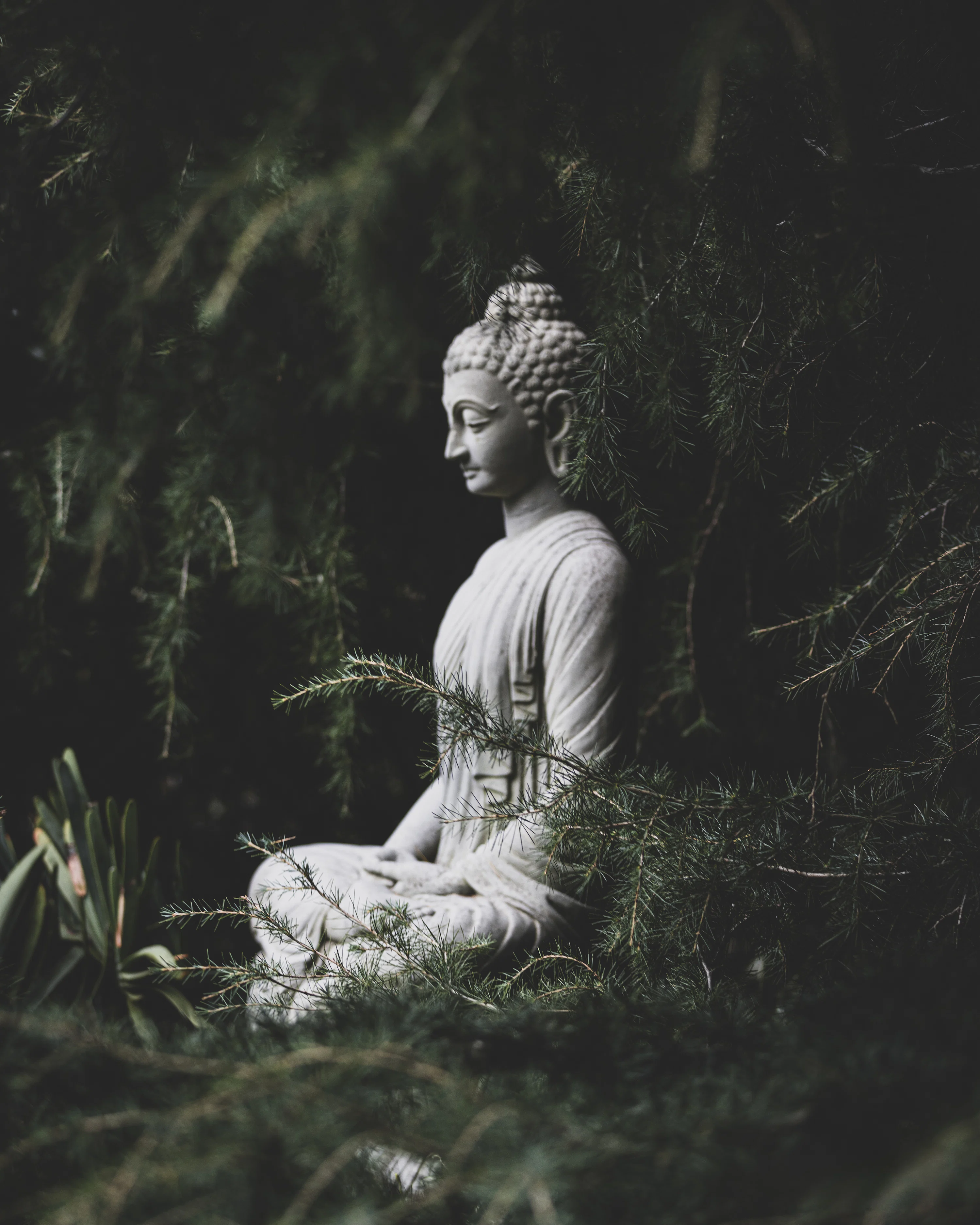 A buddha statue sitting in the middle of a forest photo