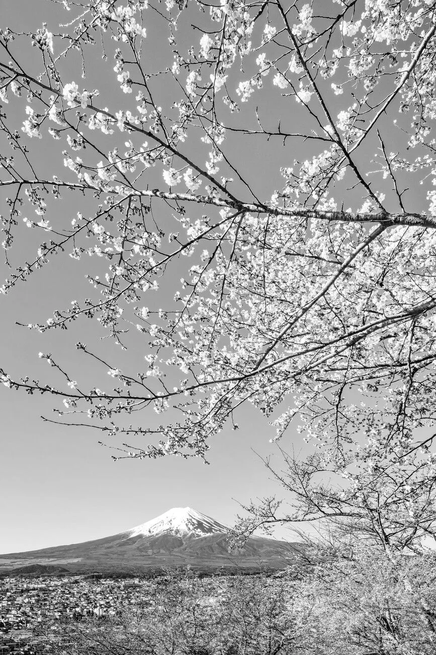 Poster Charming monochrome view of Mount Fuji with cherry blossoms