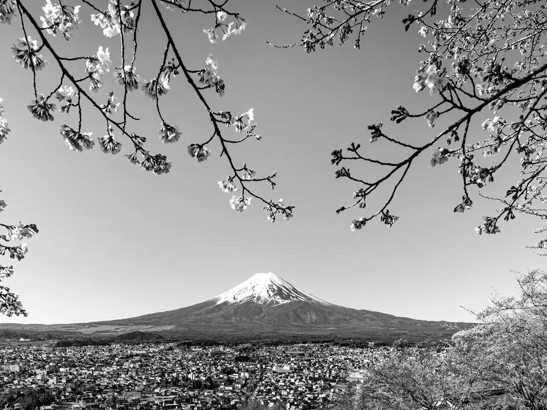 Mount Fuji in spring posters & prints