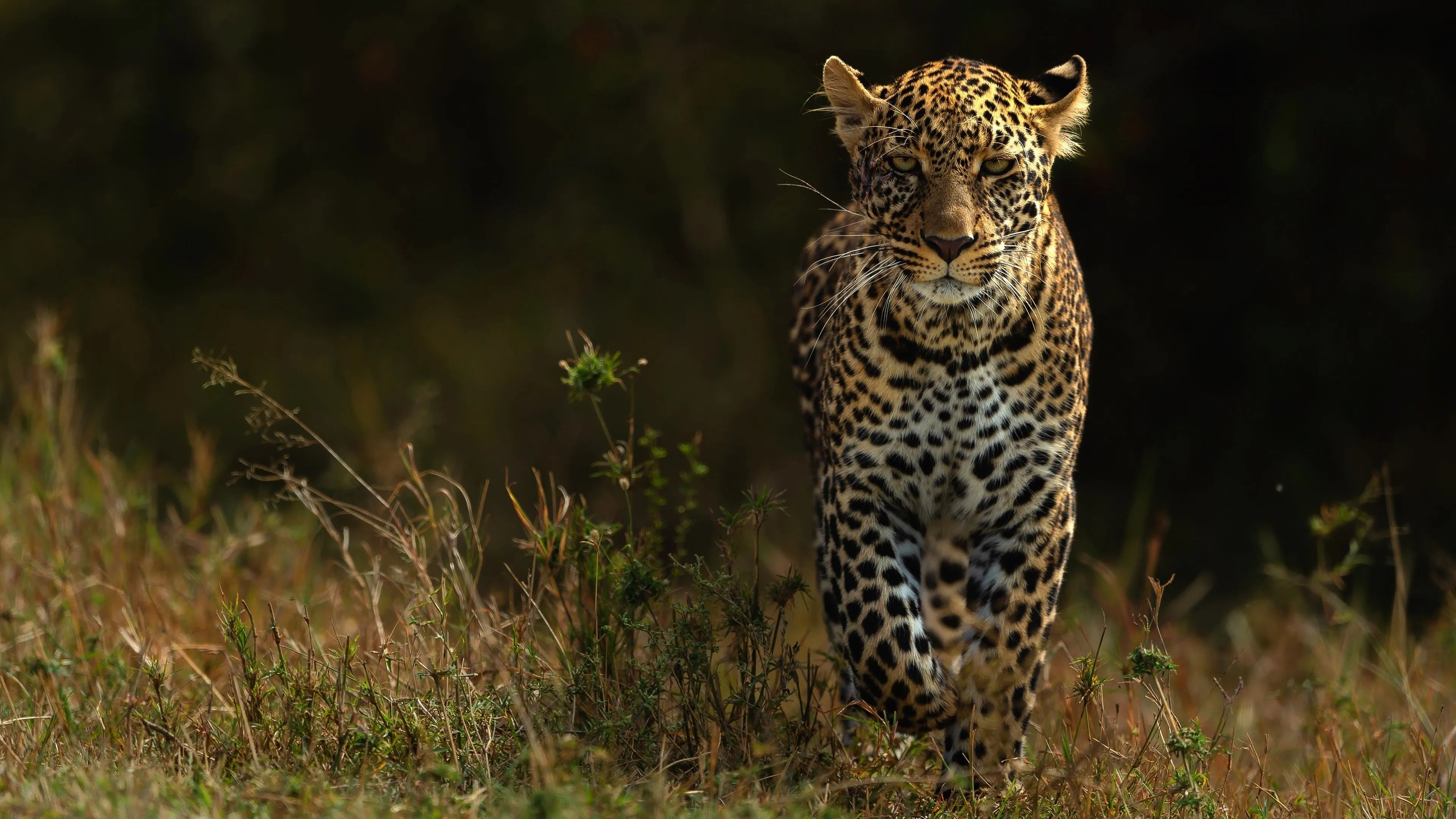Wild Animals Wallpaper