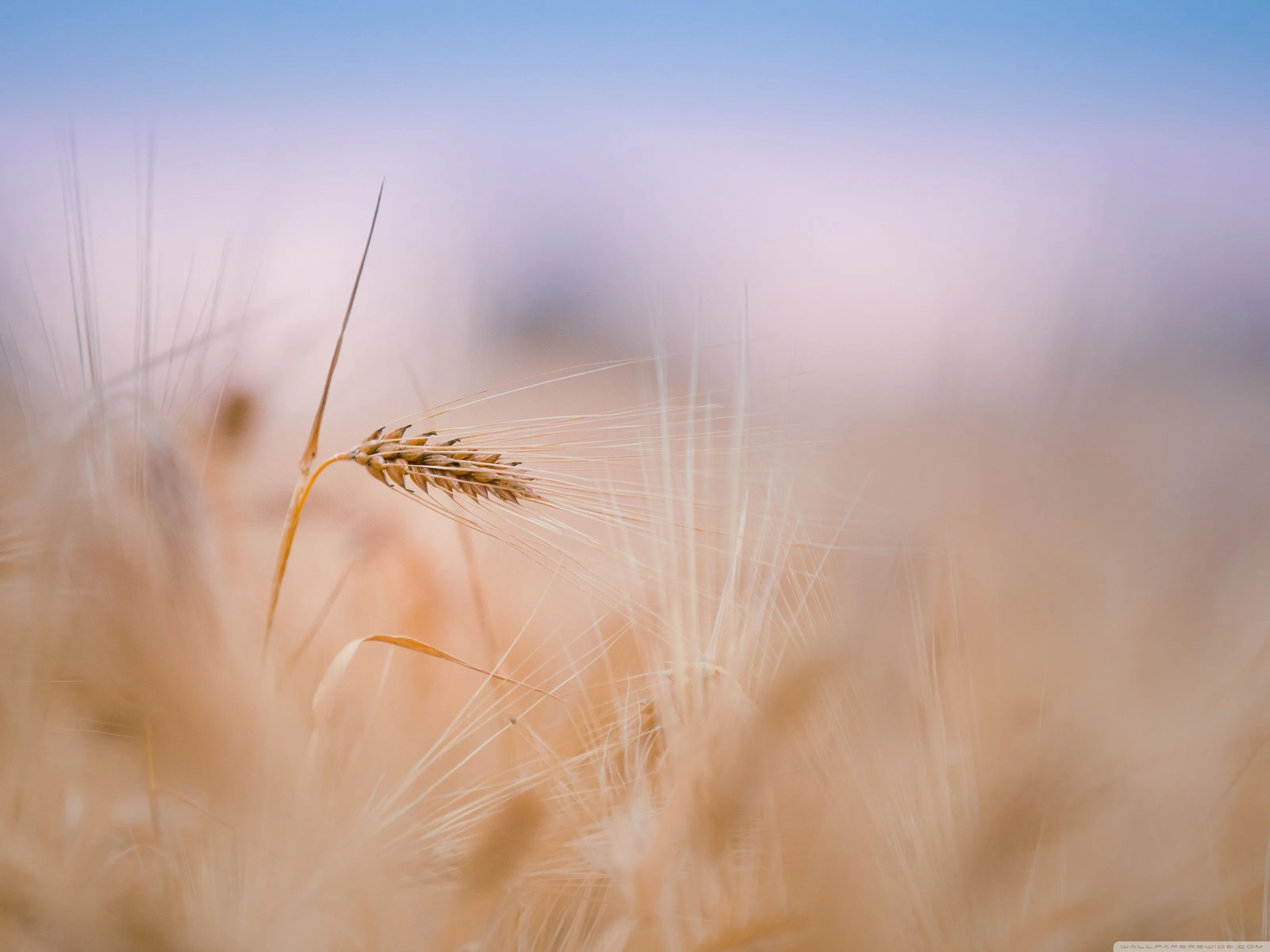 Wheat Spike, Summer 4K UHD Wallpaper for UltraHD Desktop and TV, Dual Monitor, Smartphone and Tablet Devices