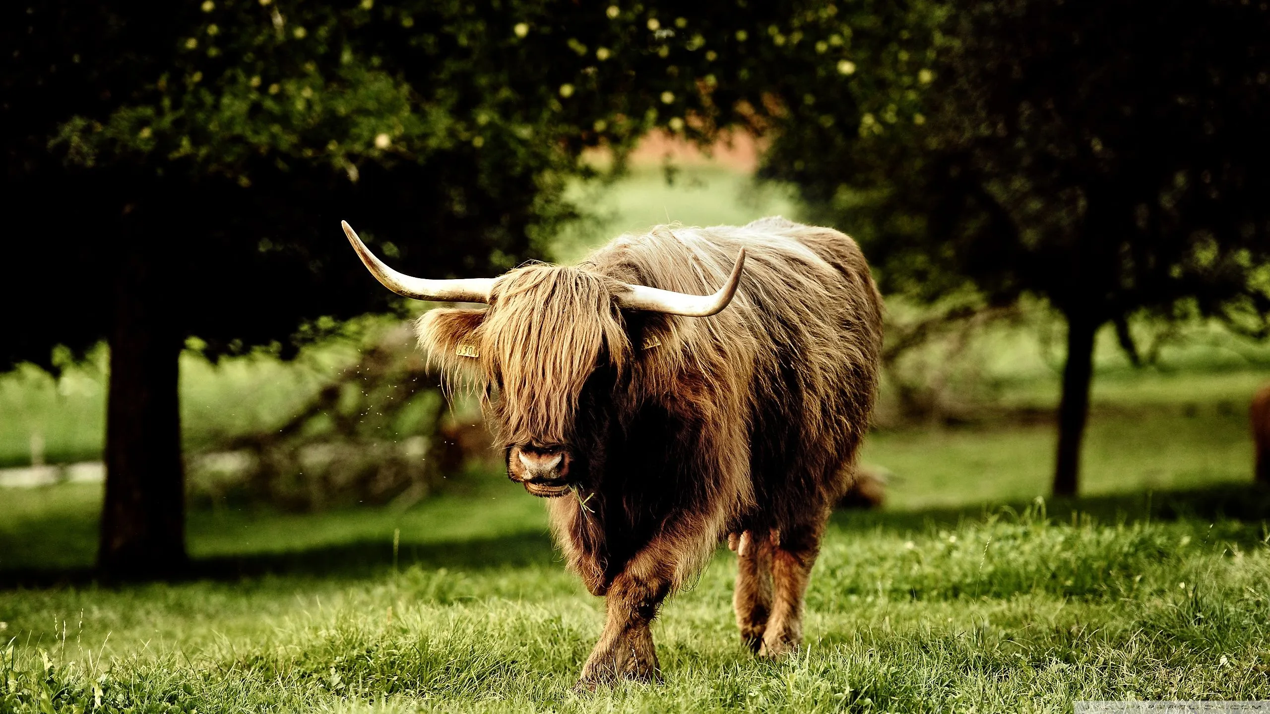 Animal 4K UHD Wallpaper for UltraHD Desktop and TV, Dual Monitor, Smartphone and Tablet Devices