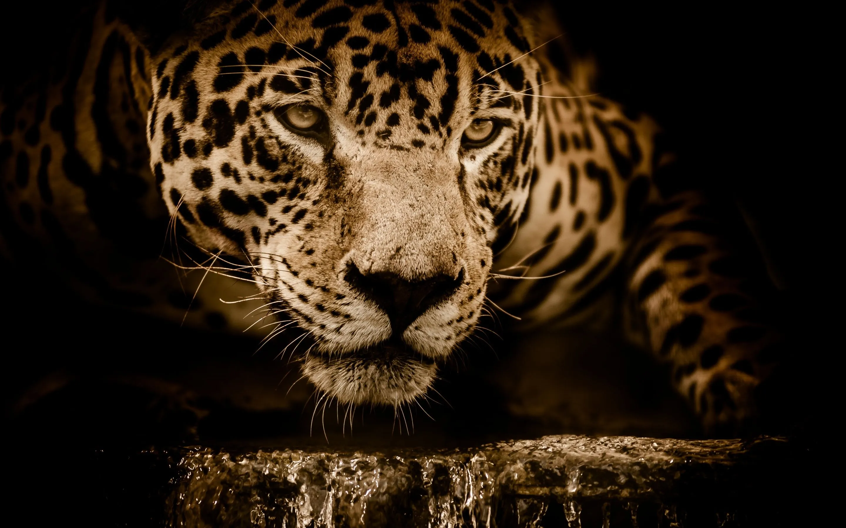 Jaguar Wallpaper 4K, Wildcat, Black background