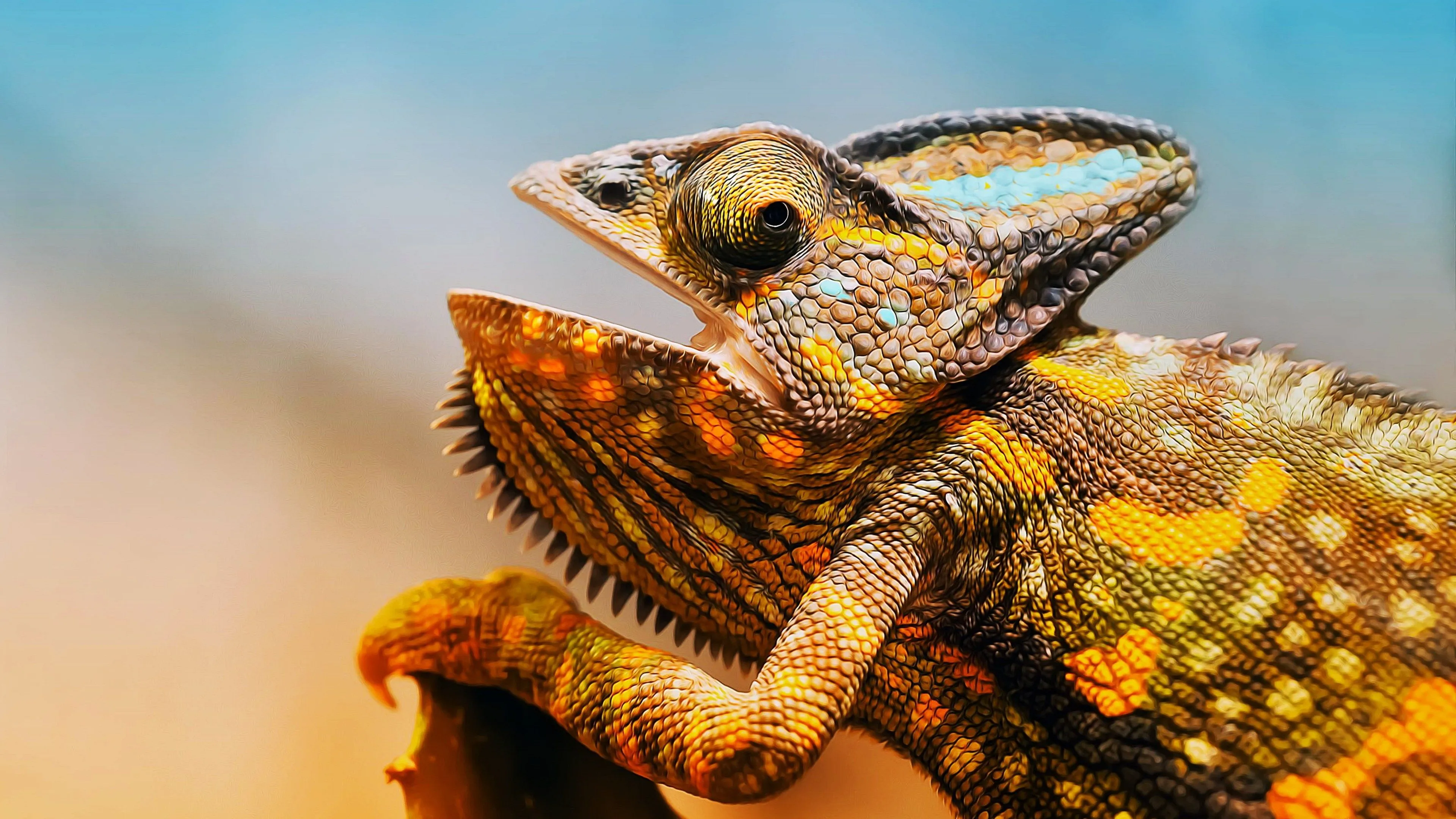 Chameleon DeskK Wallpaper 41653