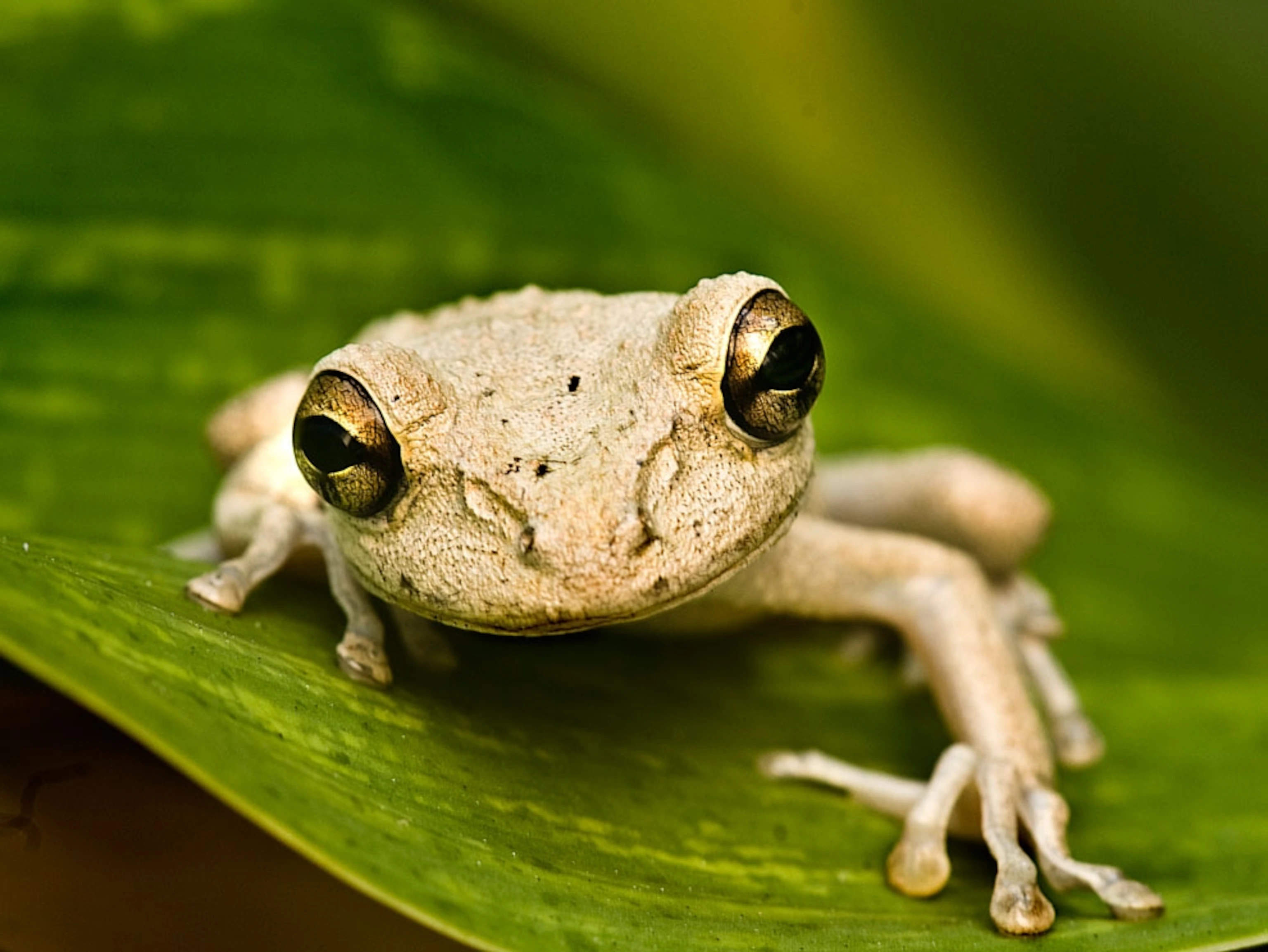Nature Photo, Wildlife Picture, Landscape Wallpaper - National Geographic