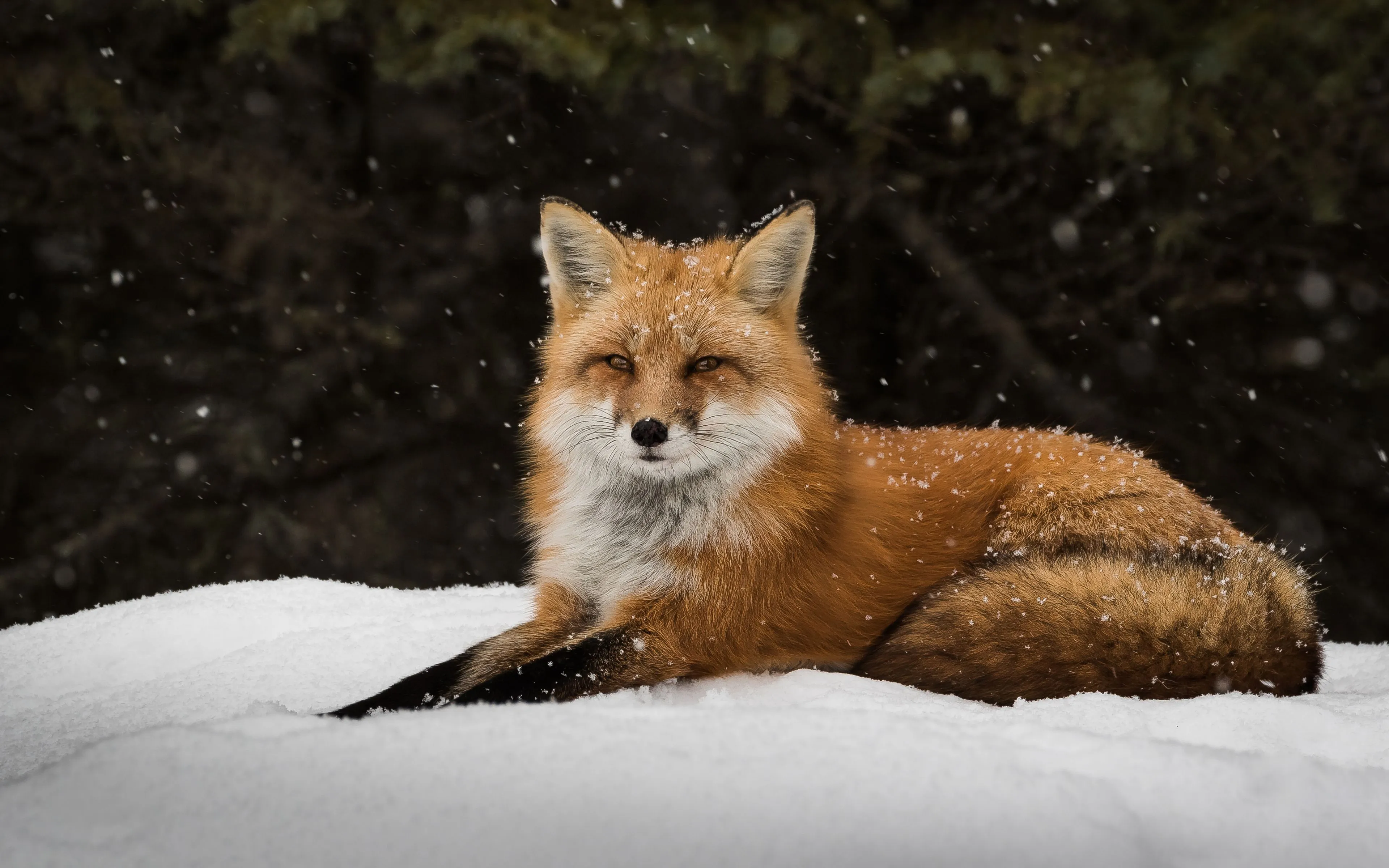 Desktop wallpaper: Animal, Fox, Close Up, Snow, Snowfall 4K free download for PC. 742498