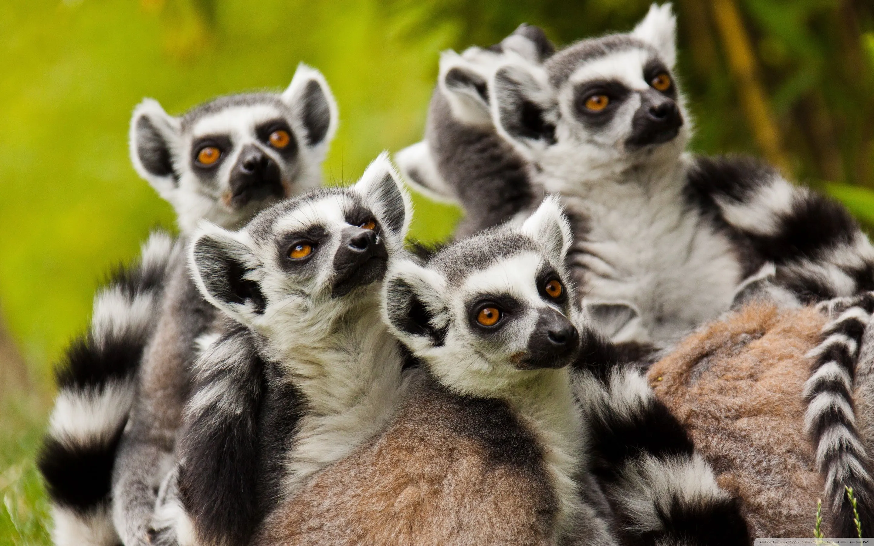 Lemurs Animals 4K UHD Wallpaper for UltraHD Desktop and TV, Smartphone and Tablet Devices