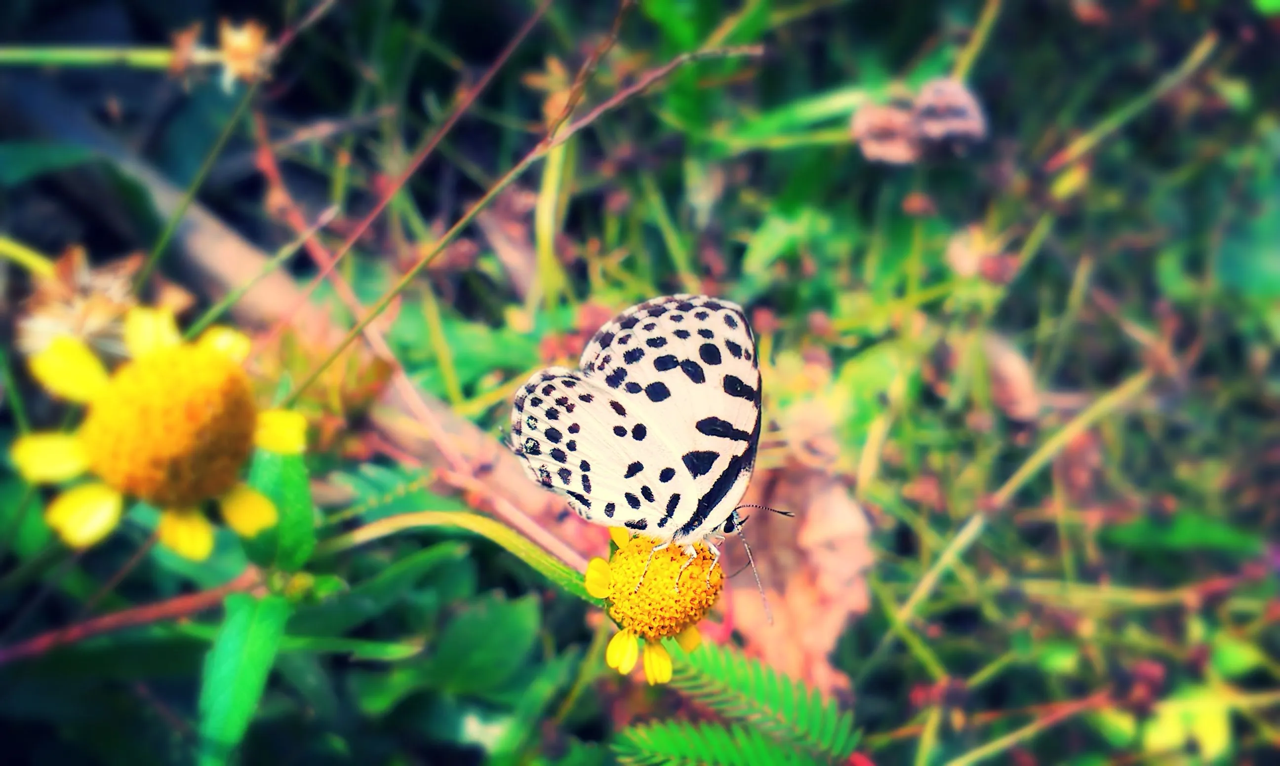 butterfly, Nature, Animal, Forest, Color, Tree, Hdr, Ultrahd, Black, White, Hd, 4k, Wallpaper HD / Desktop and Mobile Background
