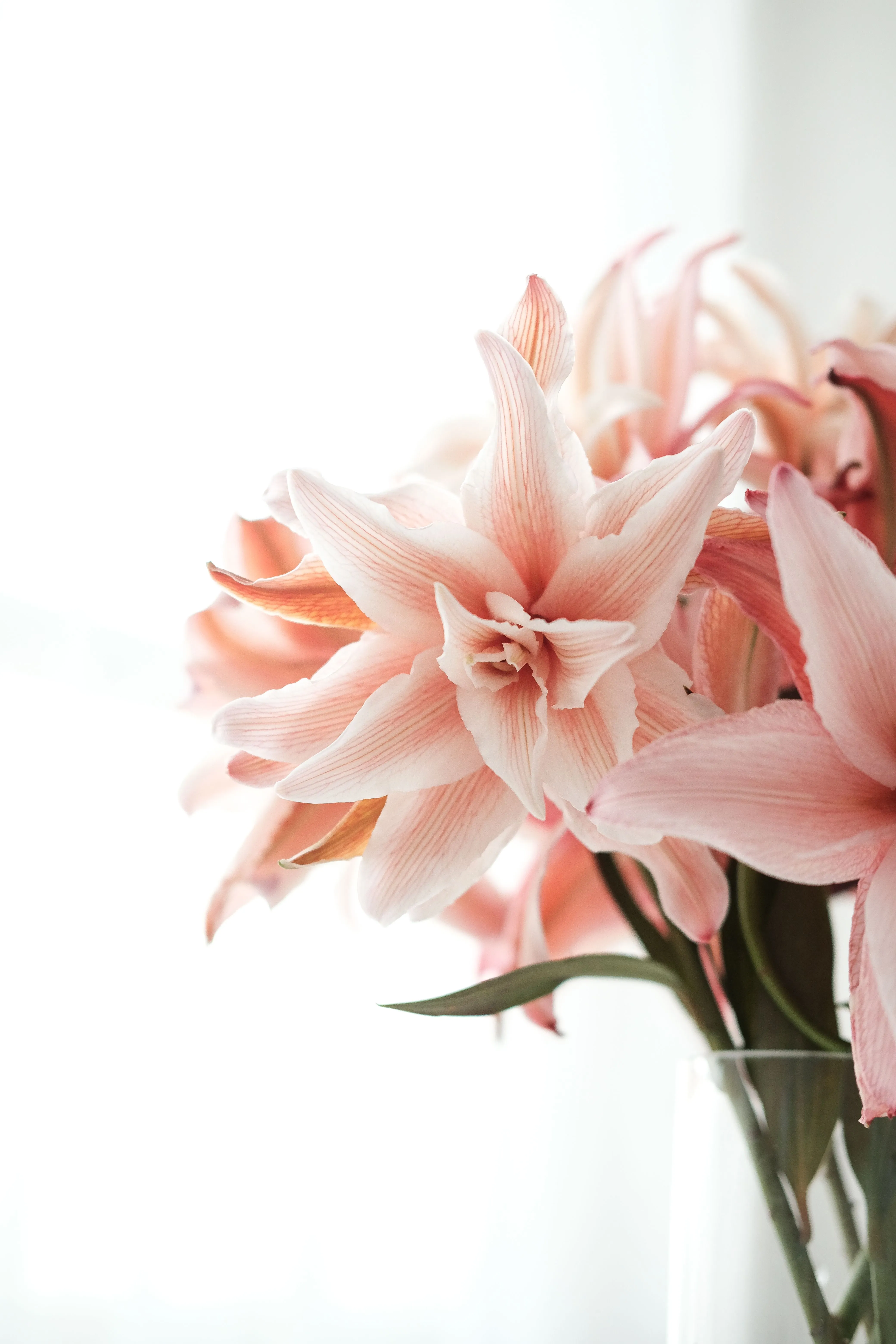 Soft Pink Amaryllis Flowers in Natural Light · Free