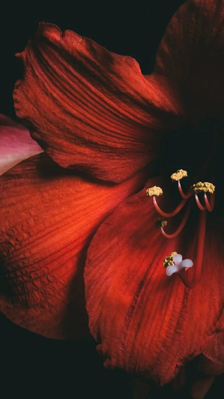 Amaryllis, Flower, Red, Petals, Close Up Wallpaper