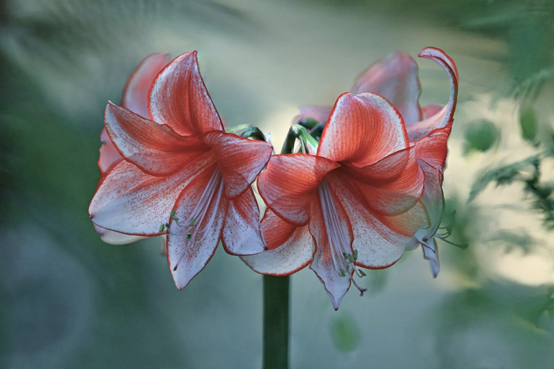 HD Wallpaper of a Beautiful Amaryllis Flower in Soft Blur