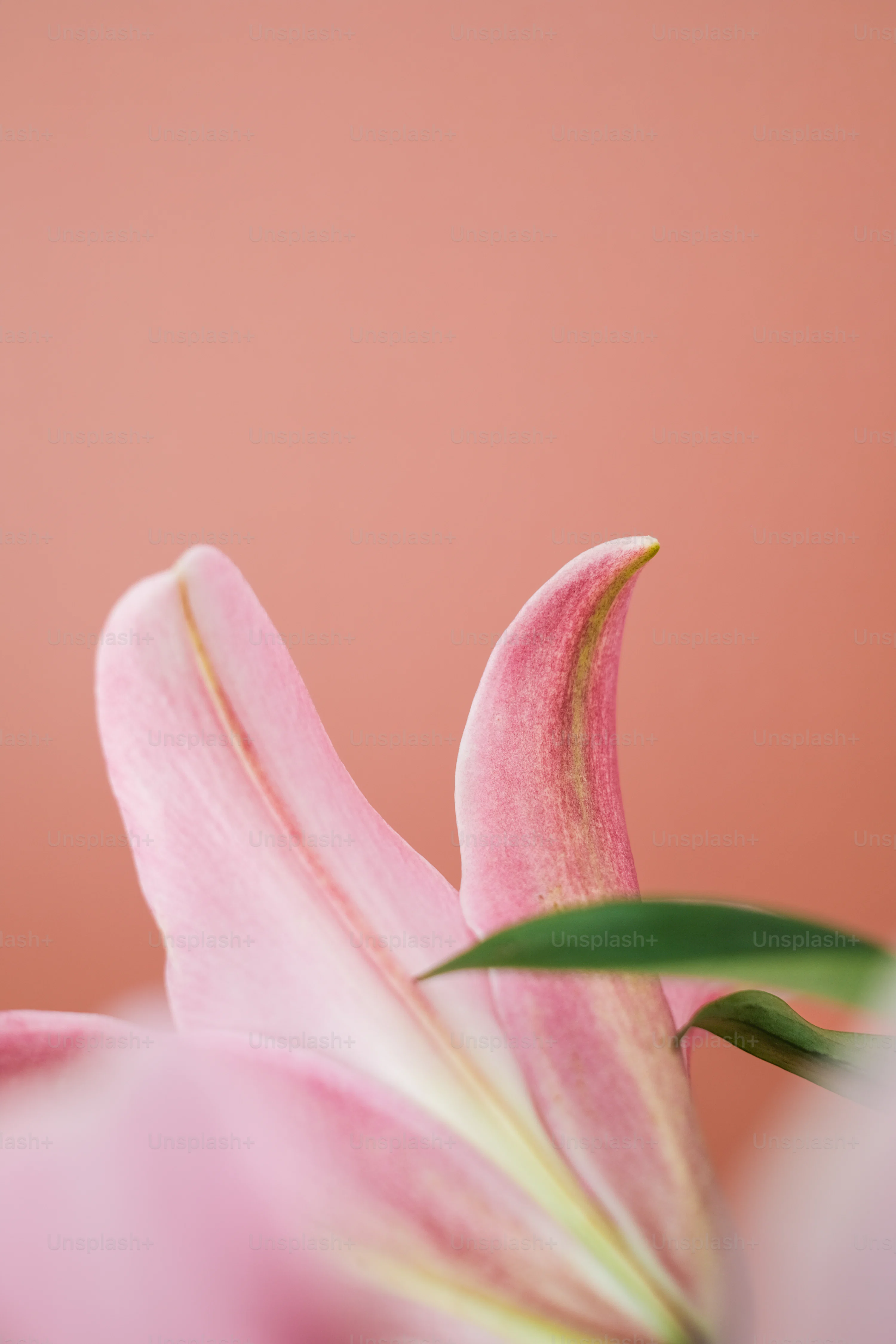 Amaryllis Picture. Download Free Image