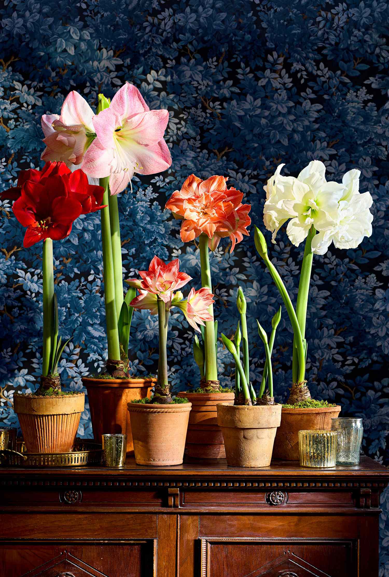 Beautiful Ways to Display Amaryllis Flowers Indoors