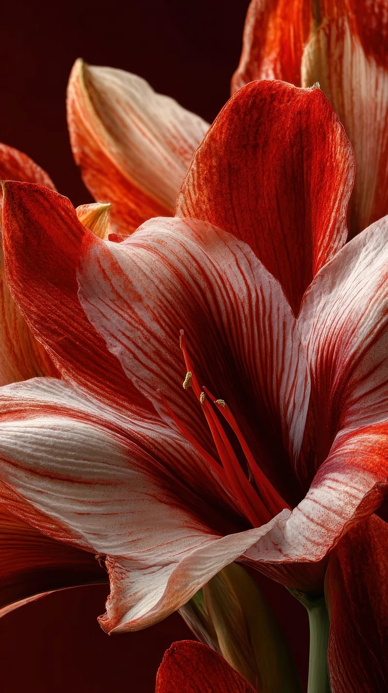 Amaryllis Image Wallpaper