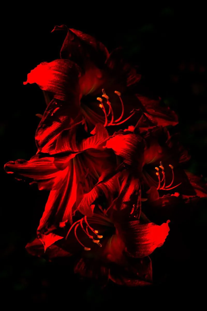 HD amaryllis wallpaper