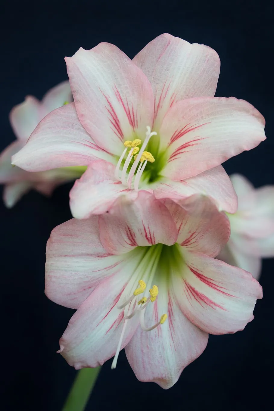 amaryllis, flower, pink, garden, plant, flowering plant, fragility, vulnerability