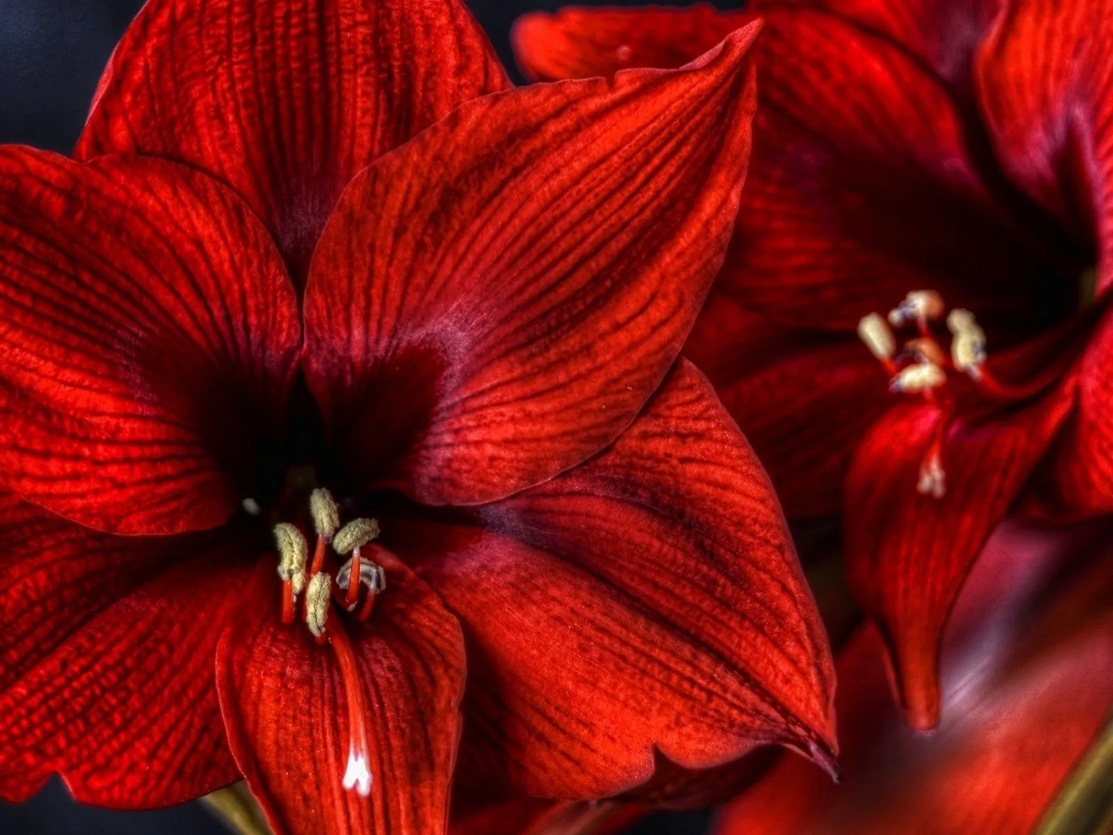 Download Lily Red Flower Close Up Flower Nature Amaryllis Wallpaperx1200