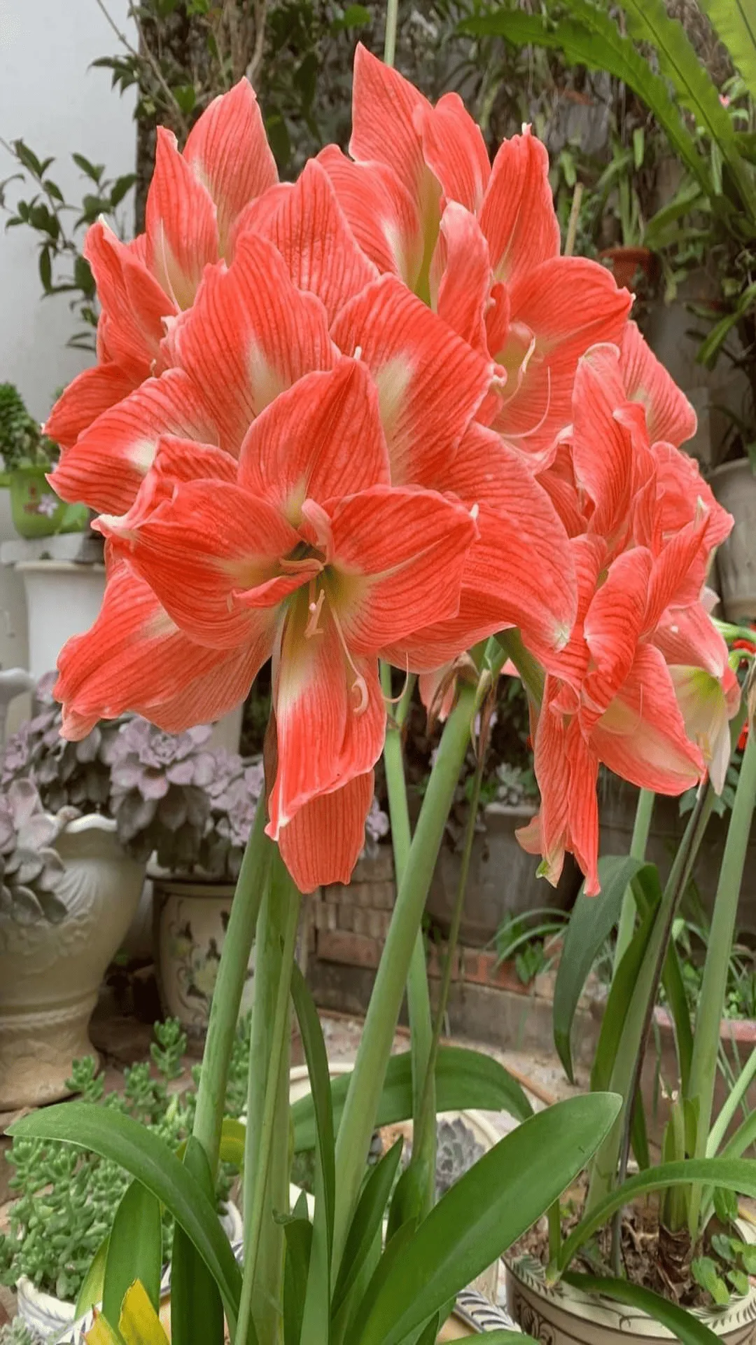 Orange Amaryllis Flower Wallpaper on Amazon Appstore