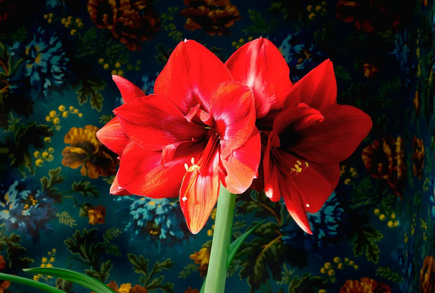 Gorgeous Amaryllis Varieties to Grow for a Burst of Winter Color