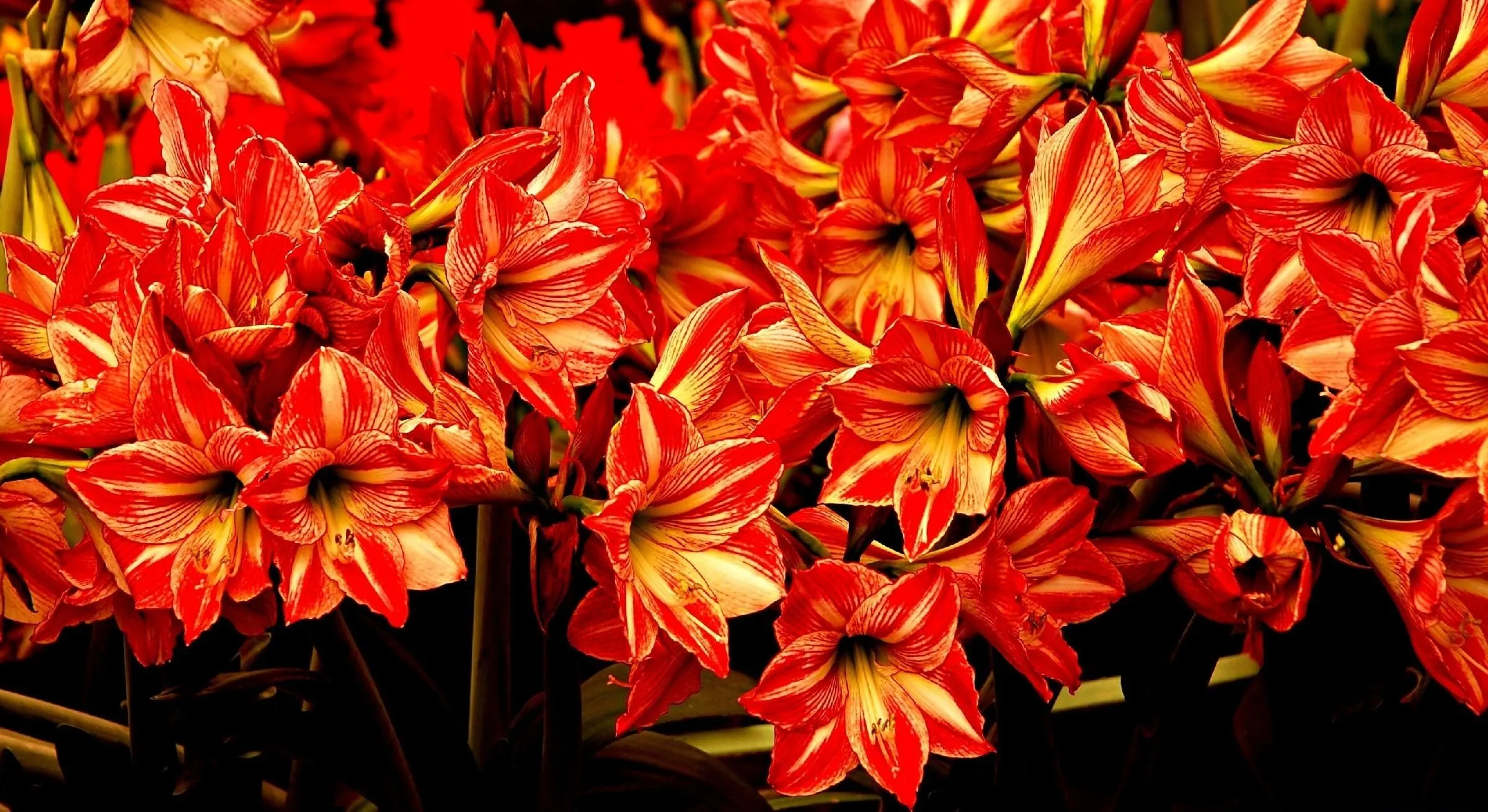 amaryllis, flowers, flowing Wallpaper, HD Flowers 4K Wallpaper, Image and Background