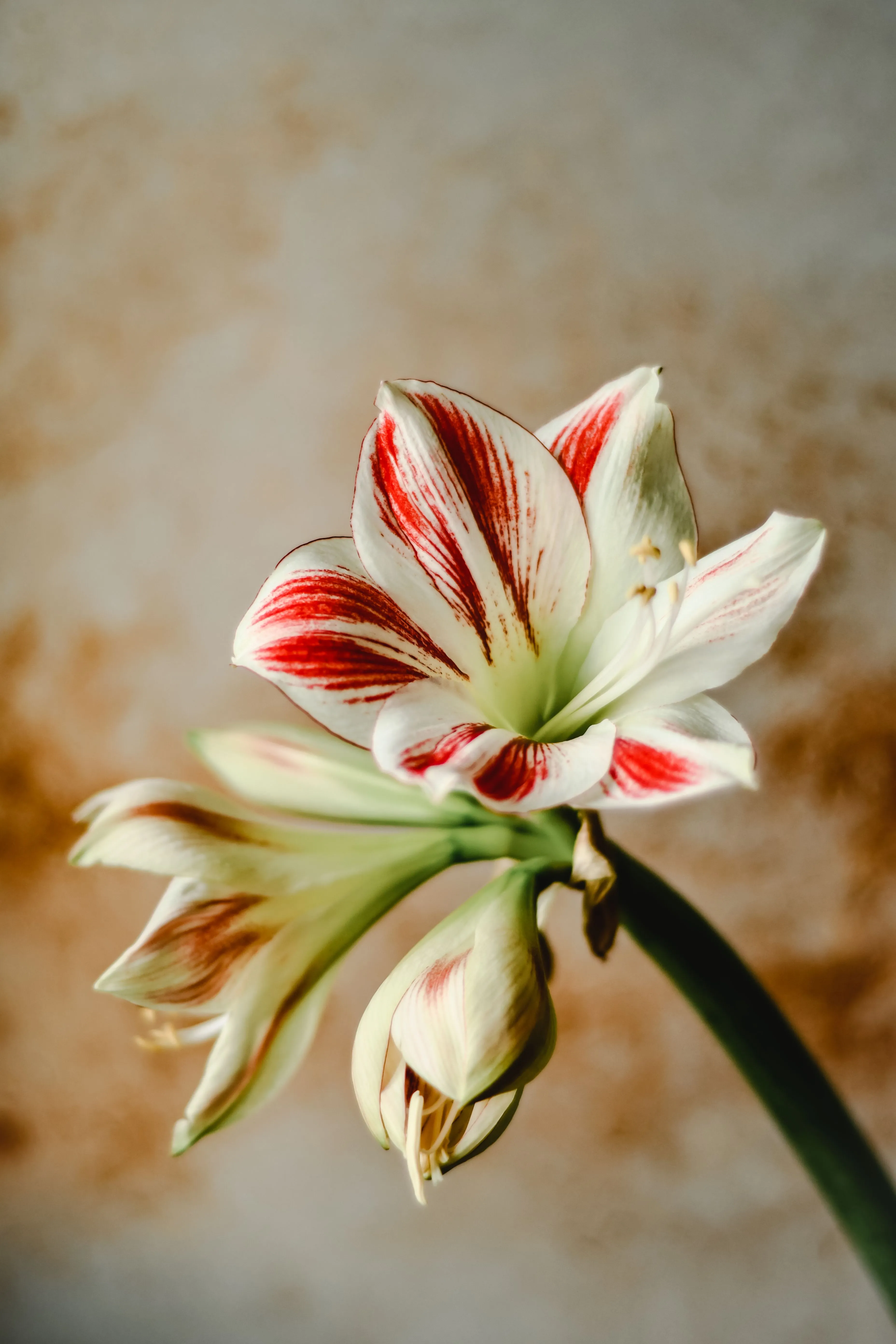 Striped Amaryllis Photo, Download The BEST Free Striped Amaryllis & HD Image