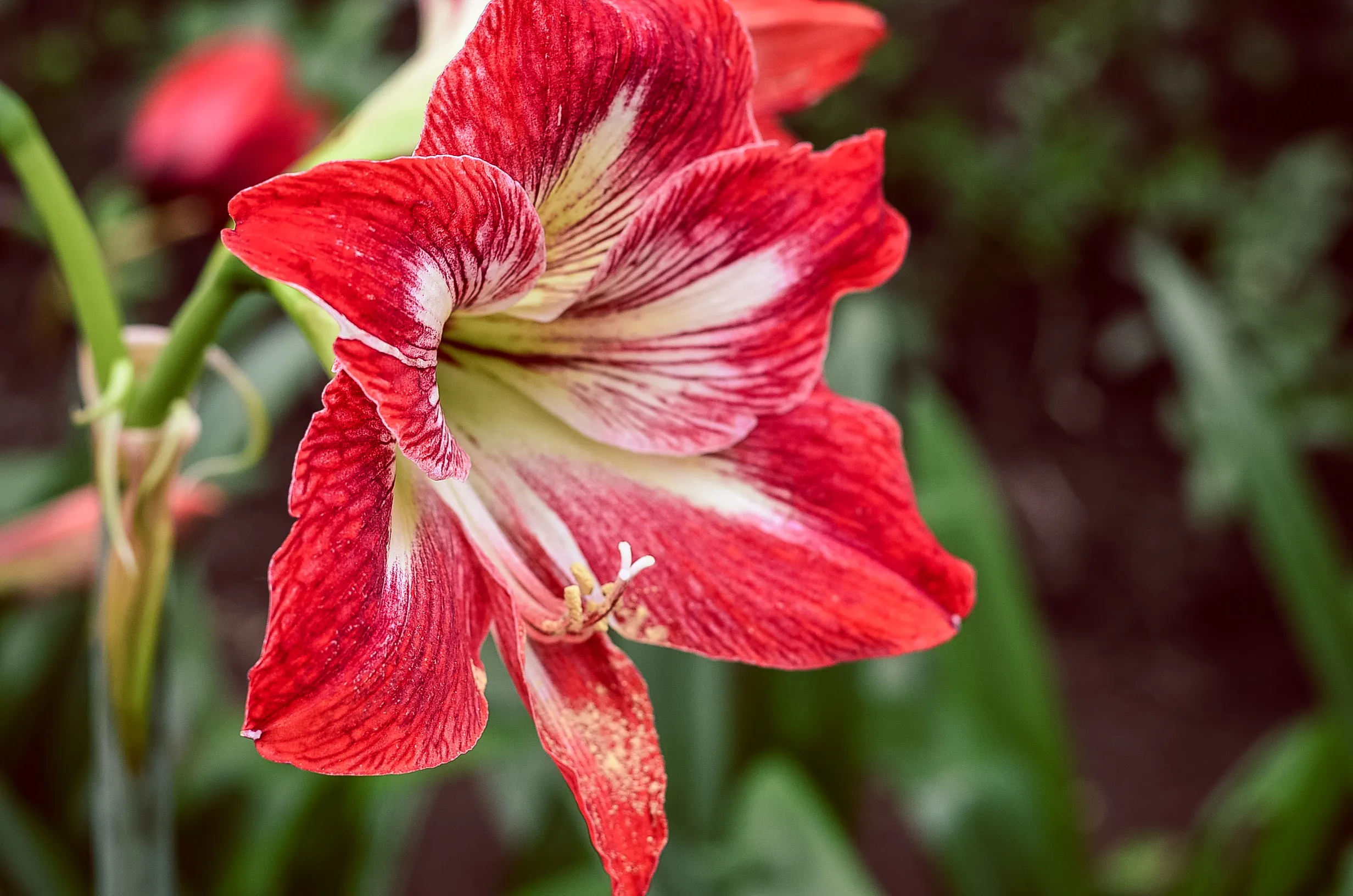 Red 6 Petaled Flower · Free