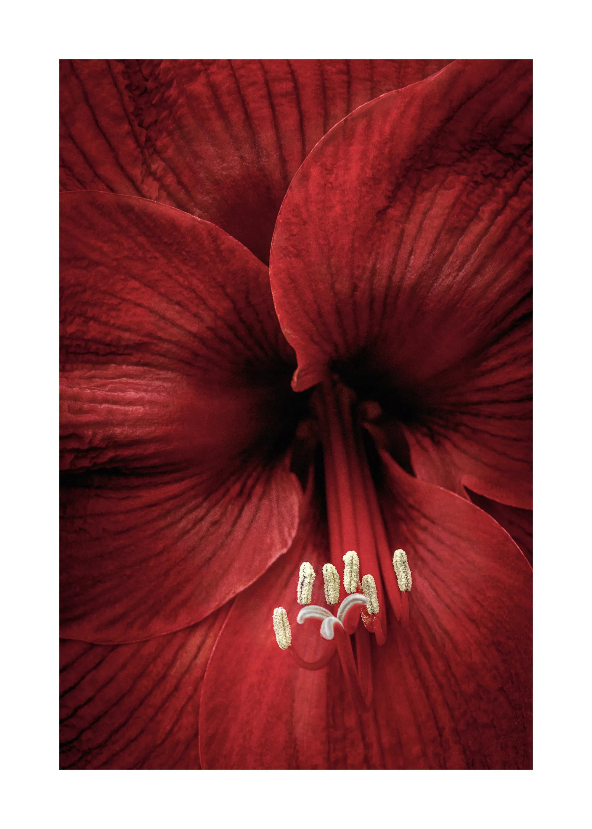 Red Amaryllis Print 20 x 28 in
