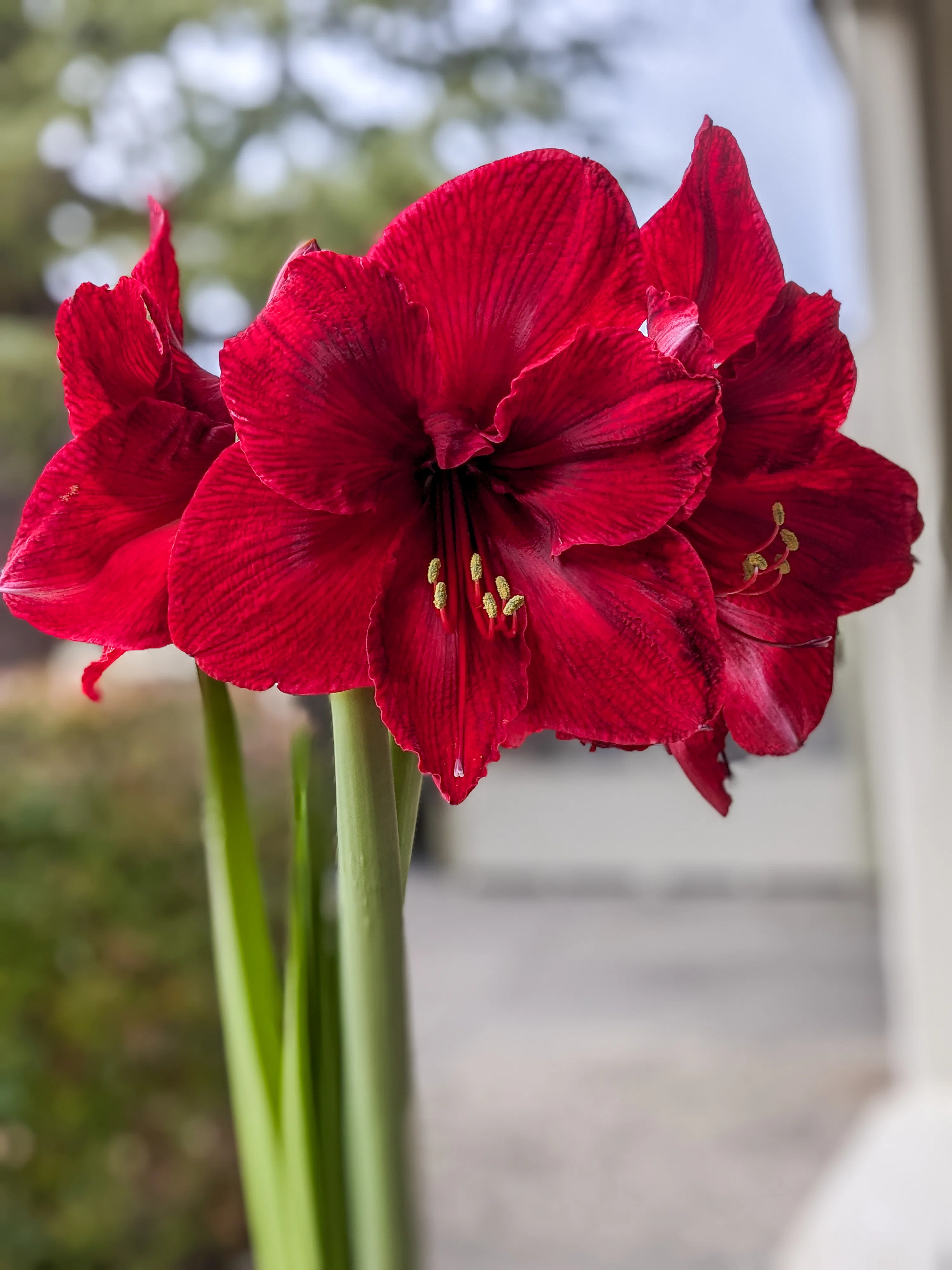 Amaryllis Picture. Download Free Image