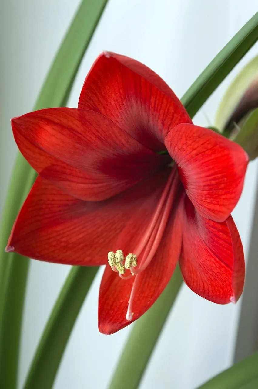 Free Amaryllis Plant & Amaryllis Image