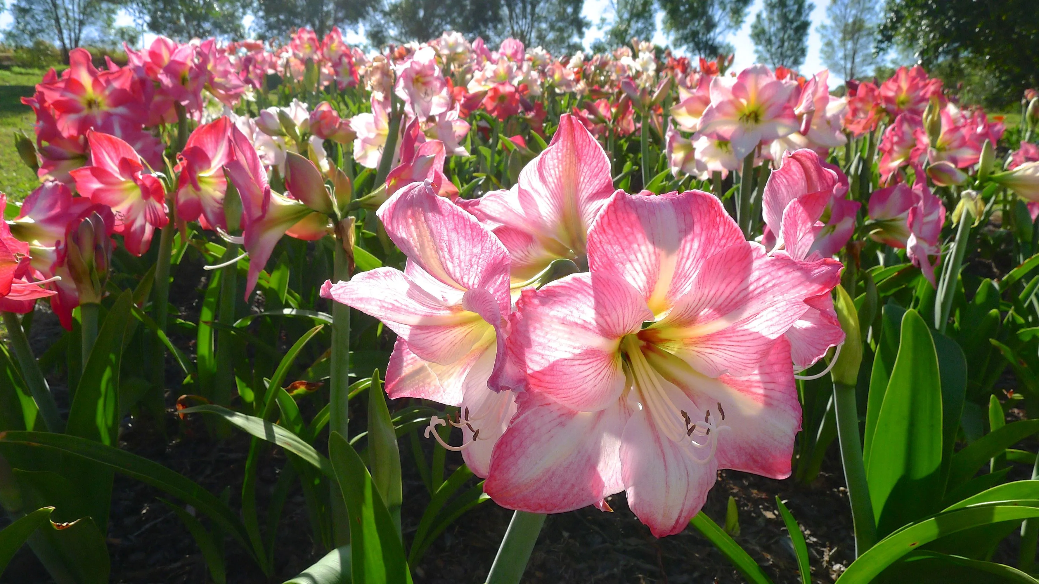 Vibrant Pink Amaryllis Bloom HD Wallpaper's Floral Elegancex2000