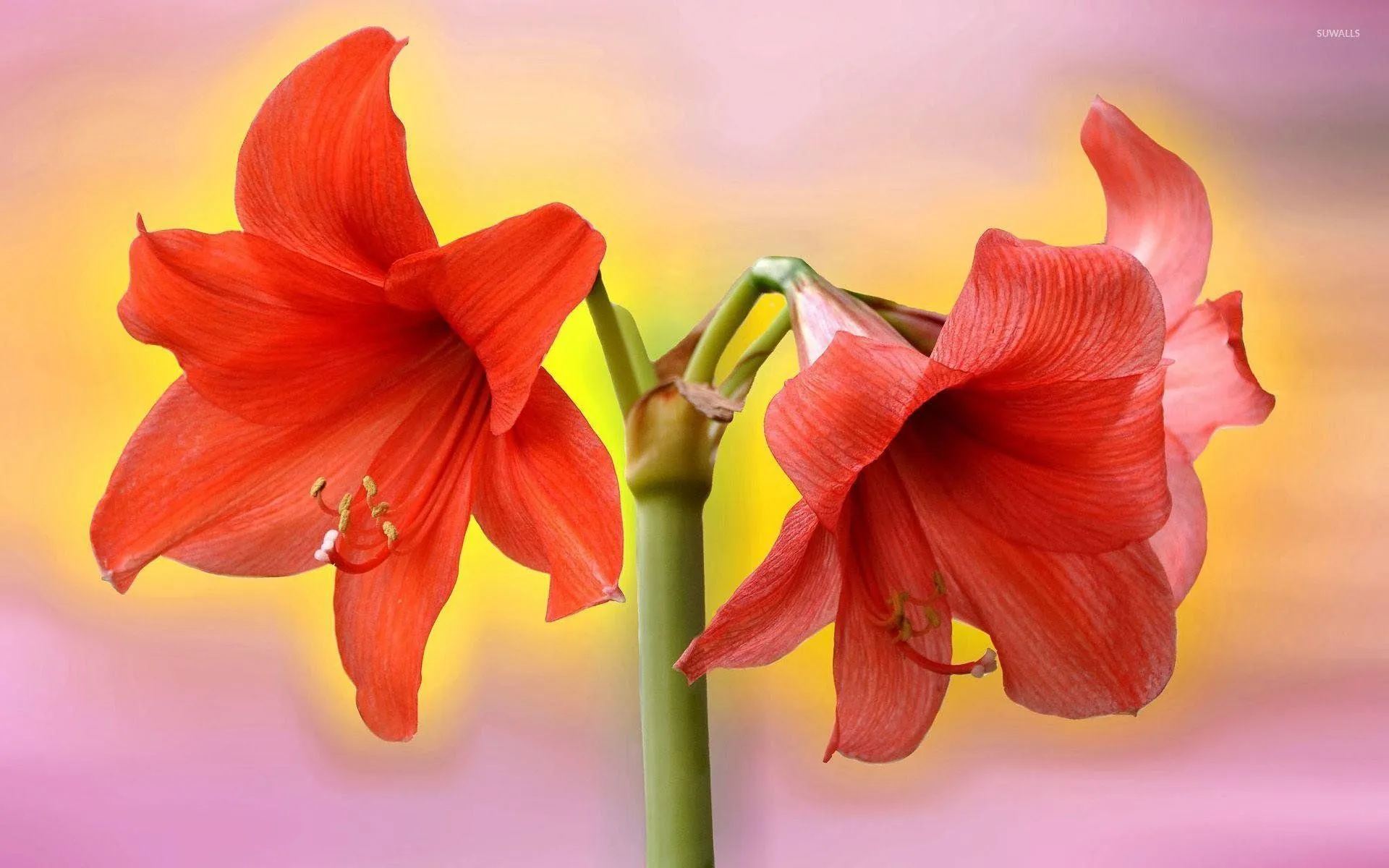 Amaryllis High Definition Wallpaper 117052