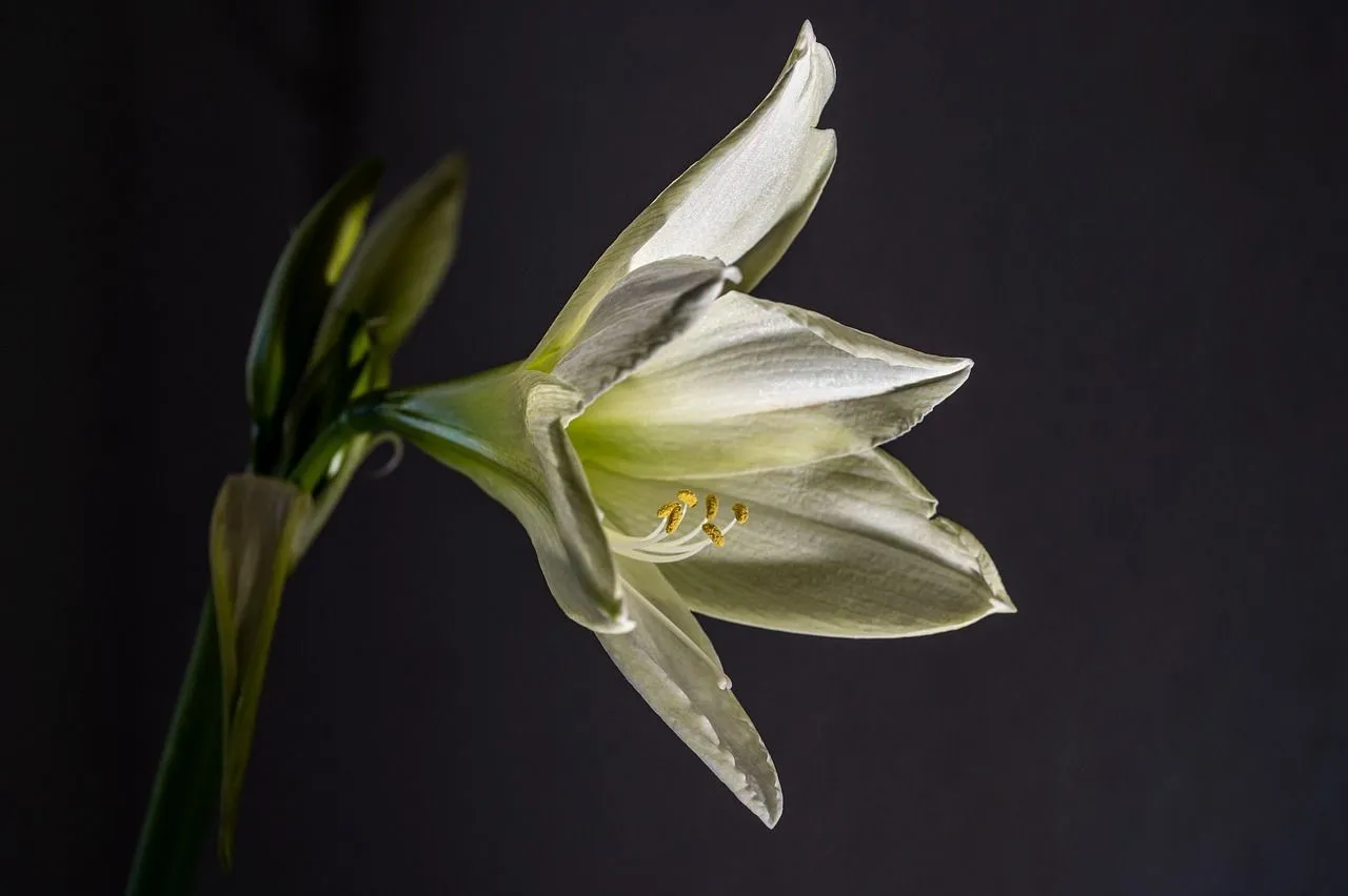 Free White Amaryllis & Amaryllis Image