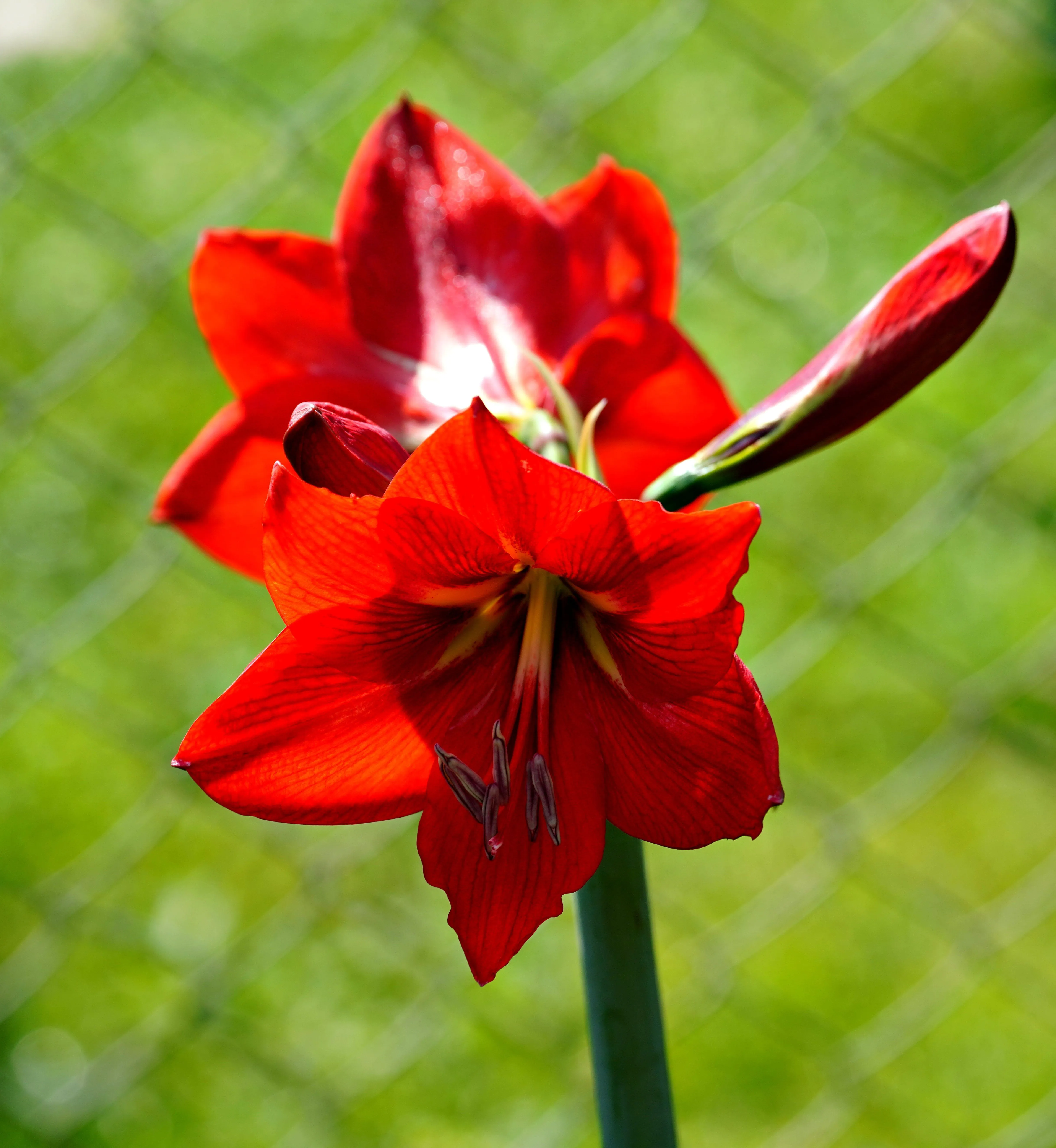 Red Amaryllis Photo, Download The BEST Free Red Amaryllis & HD Image