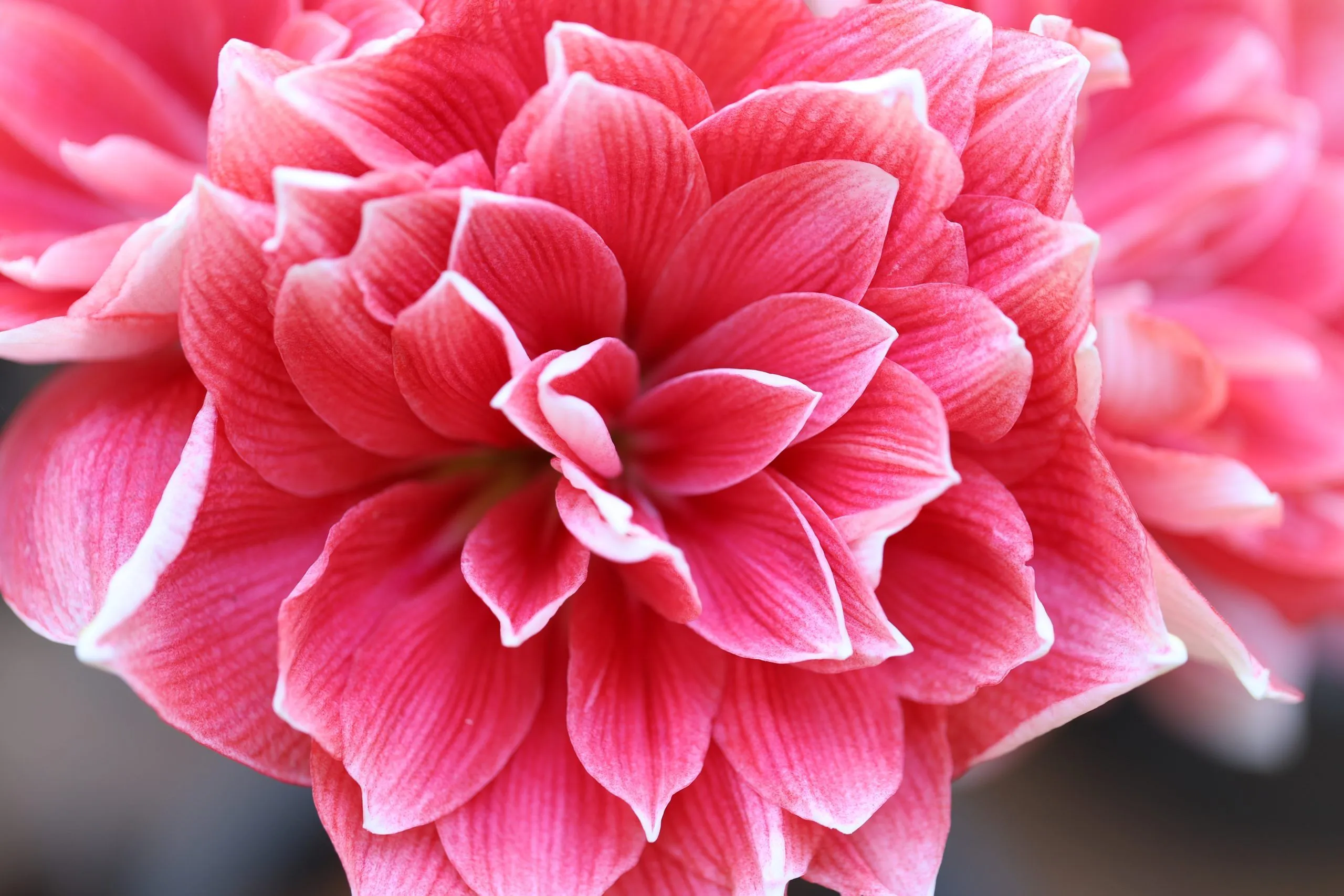 Amaryllis Picture Garden Bureau