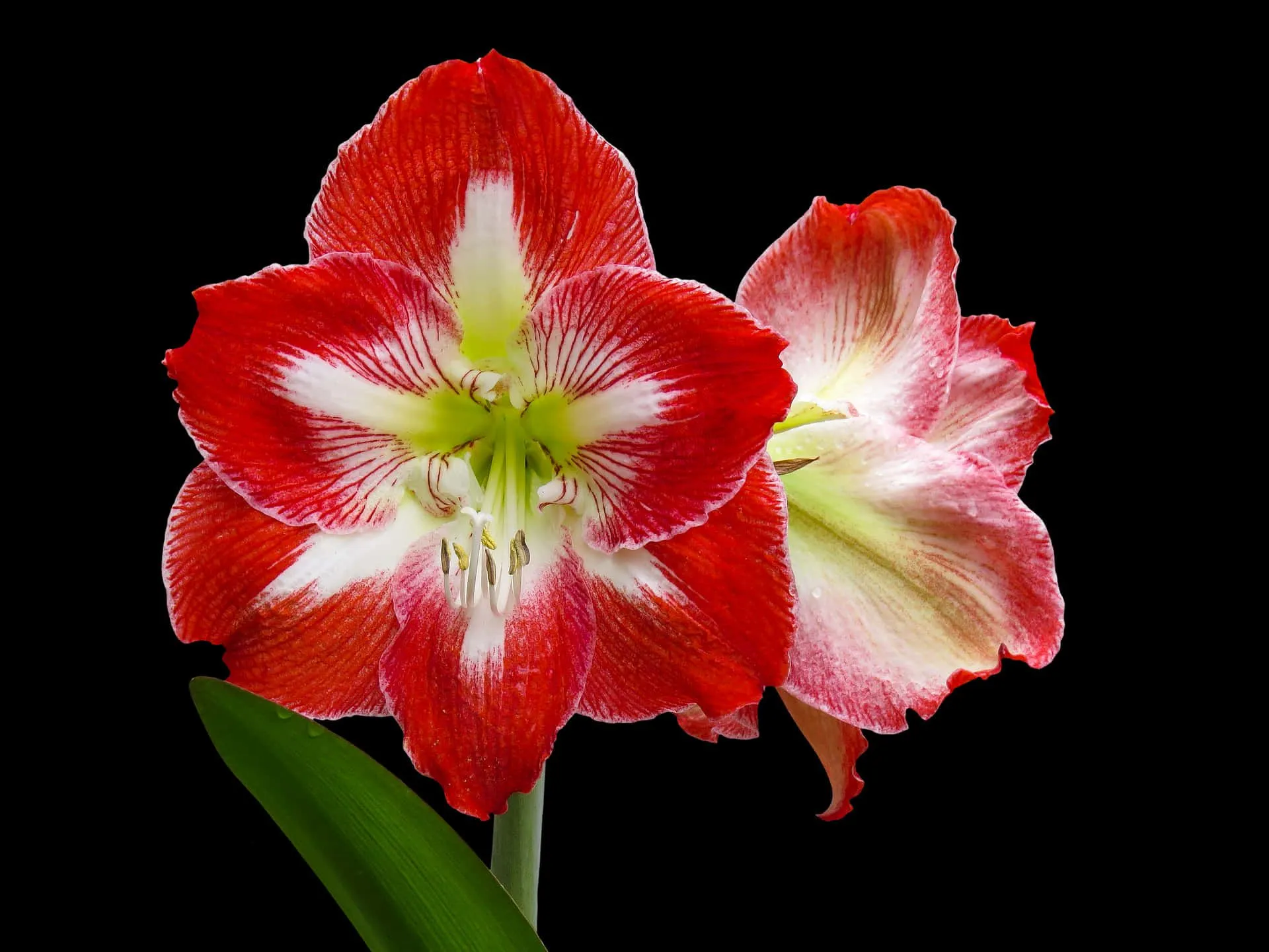 Download Redand White Amaryllis Flower
