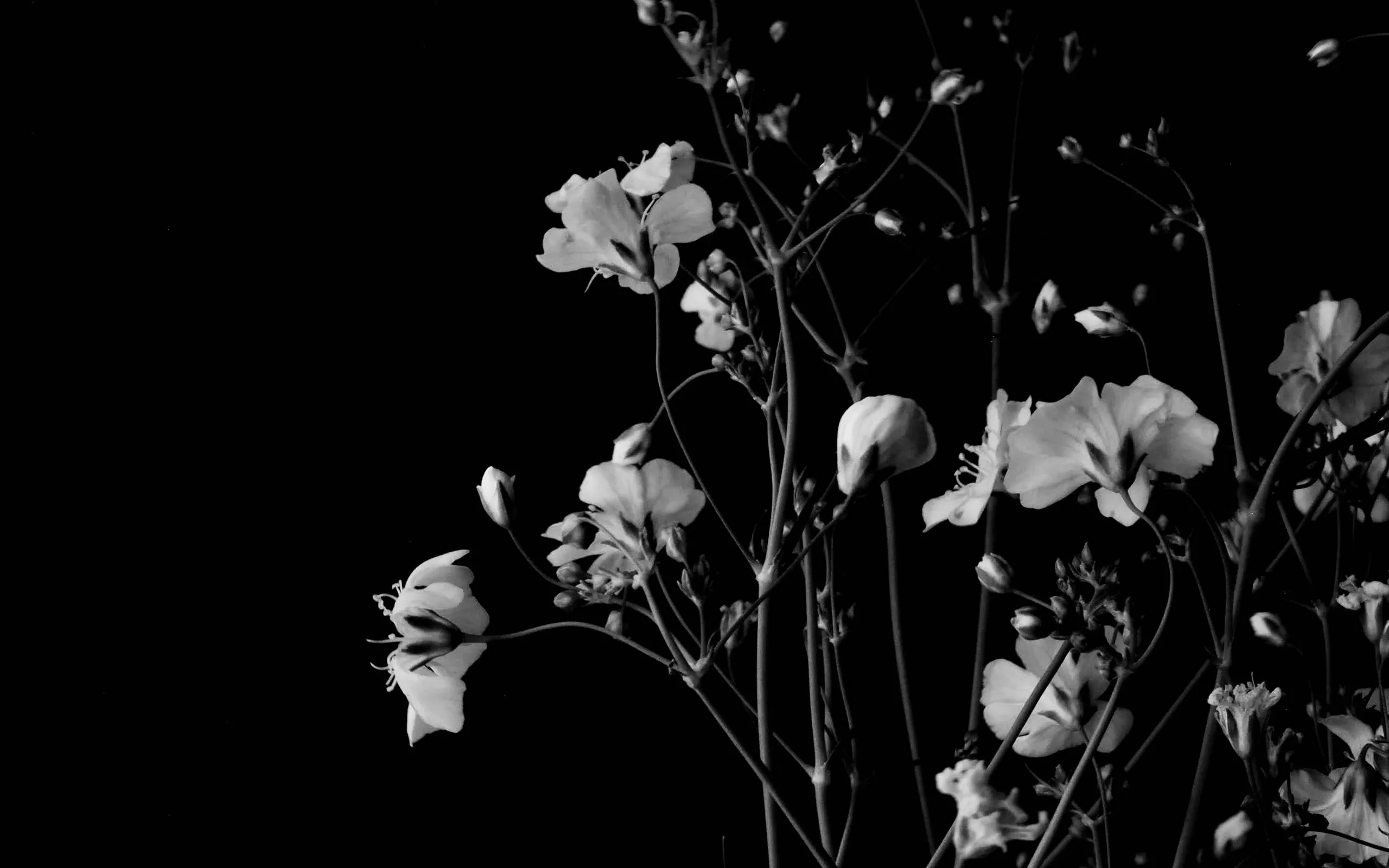 Download wallpaper 2560x1600 flowers, branches, black and white, black widescreen 16:10 HD background