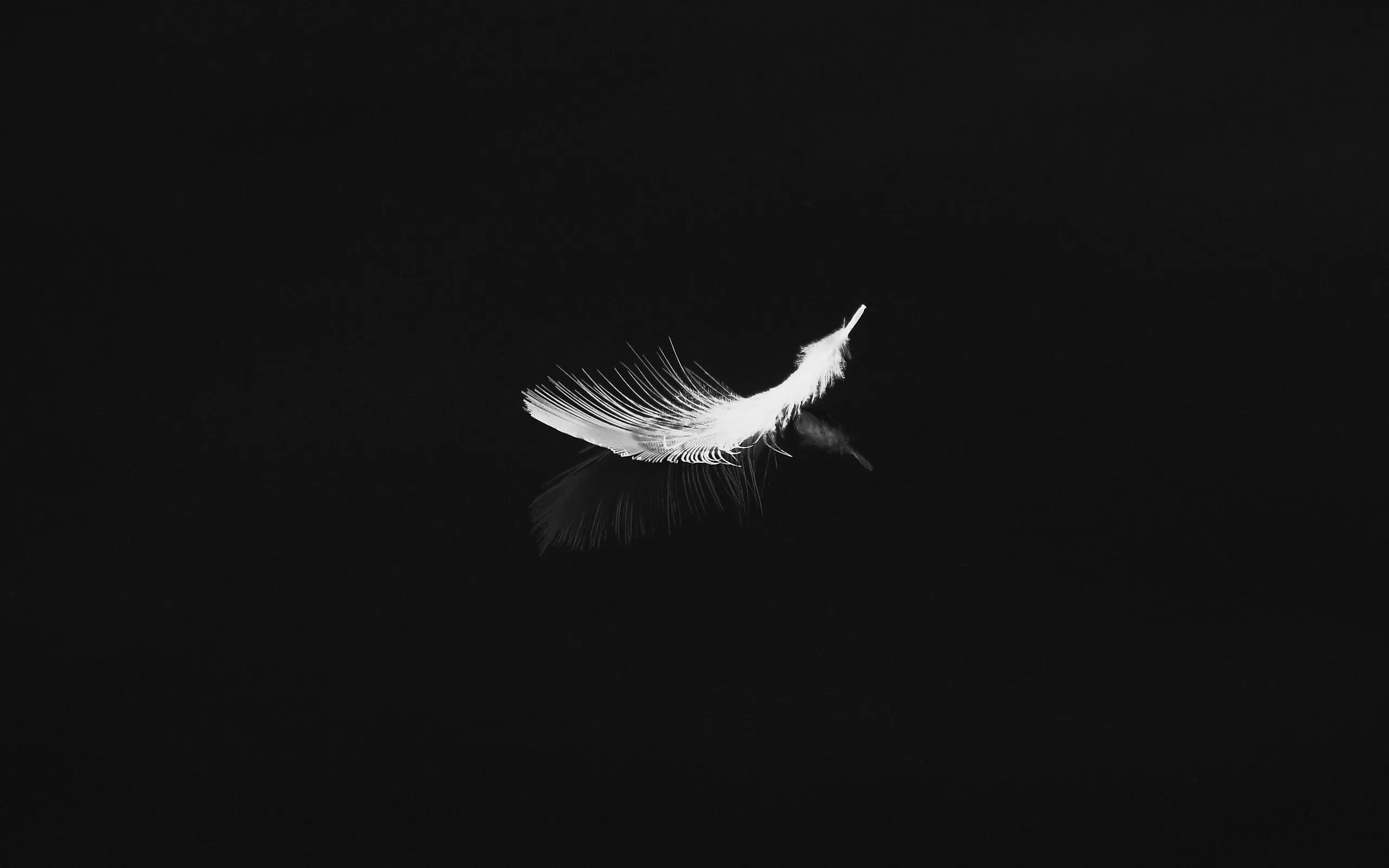 Download wallpaper 2560x1600 feather, reflection, white, bw, feathers widescreen 16:10 HD background