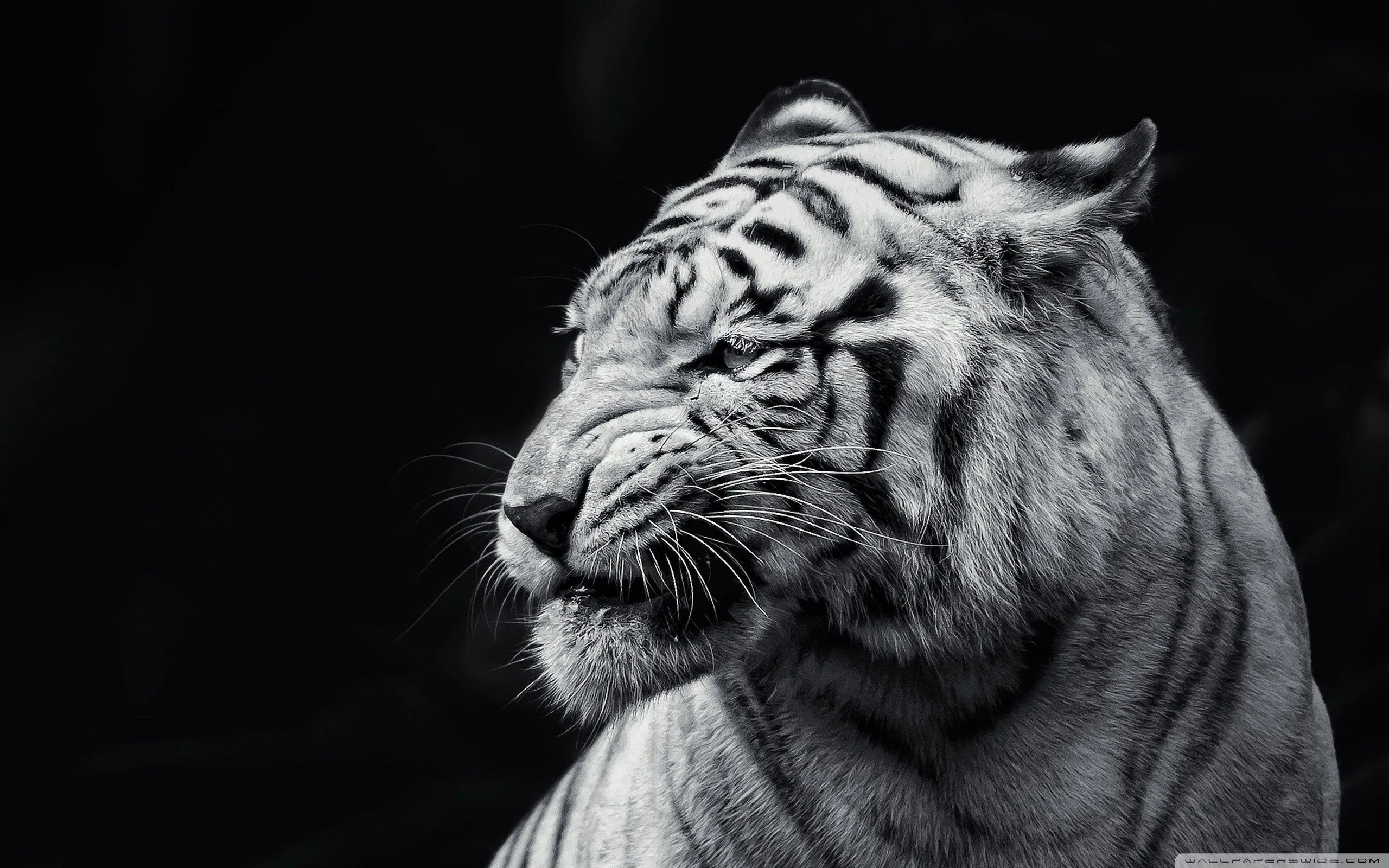 Tiger Black and White 4K UHD Wallpaper for UltraHD Desktop and TV, Smartphone and Tablet Devices