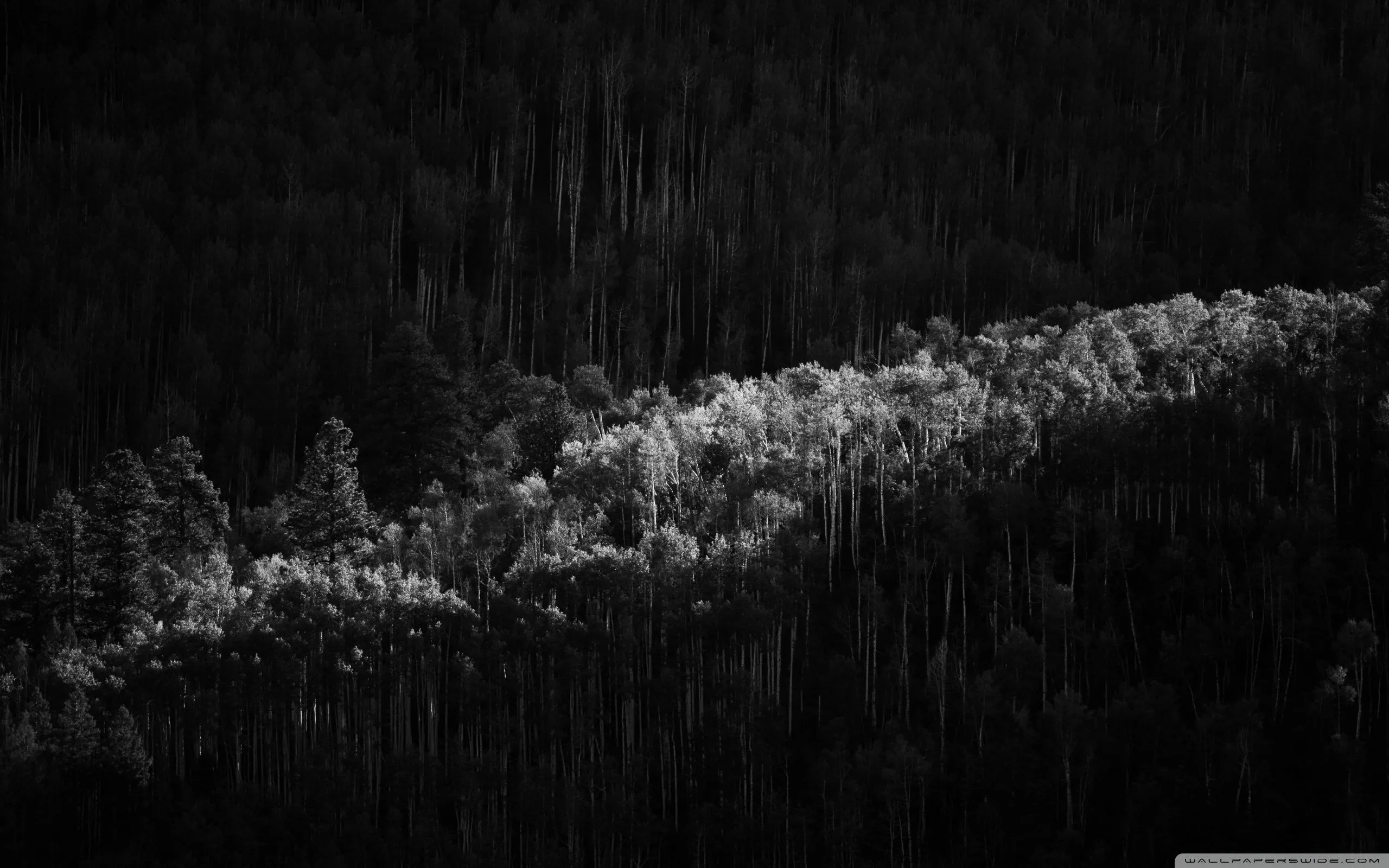 Sunlight, Forest, Trees, Photography, Black and White 4K UHD Wallpaper for UltraHD Desktop and TV, Widescreen and UltraWide Display, Smartphone and Tablet Devices