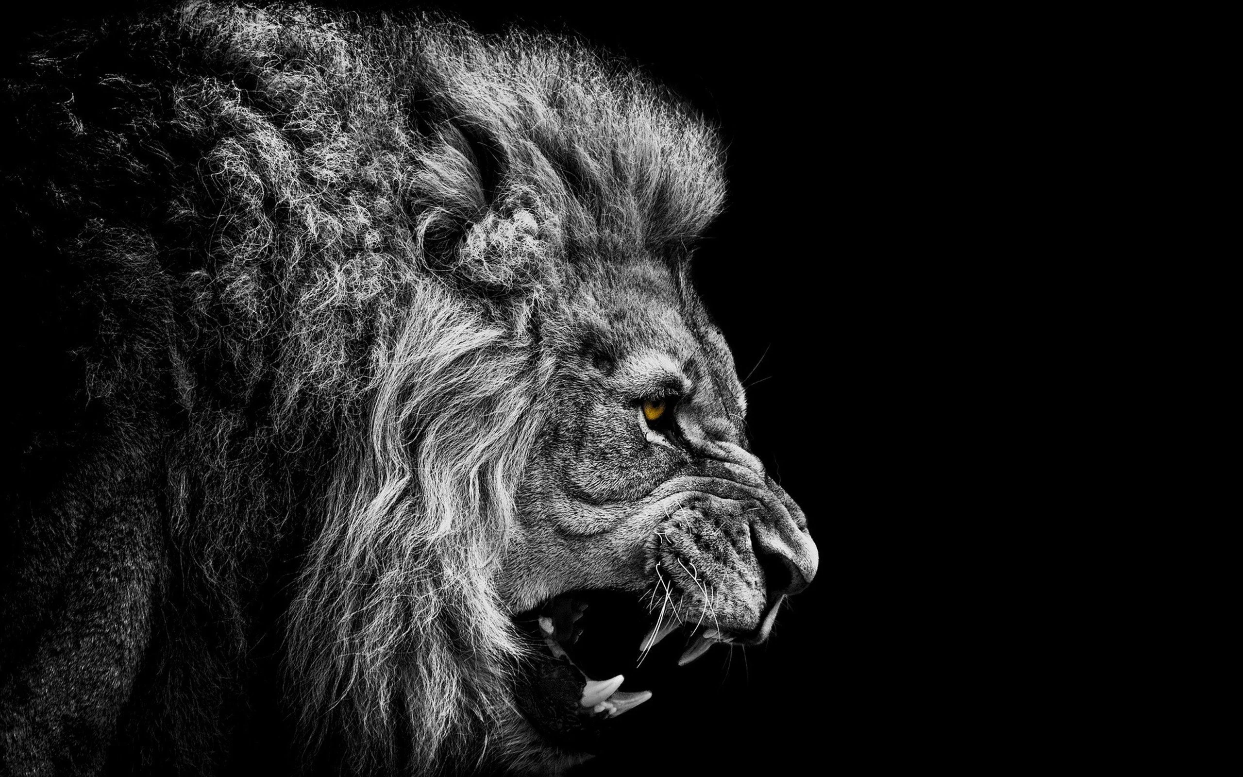 Lion in black and white Wallpaper 2K for Desktop