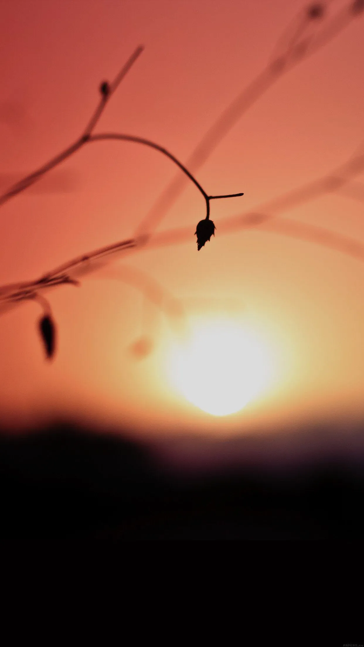 Minimal Sunset Nature Flower Night iPhone 6 Wallpaper