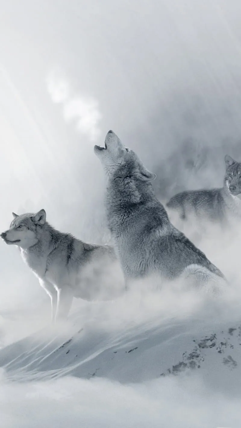 Wolves, cold, nature, snow, winter, HD phone wallpaper