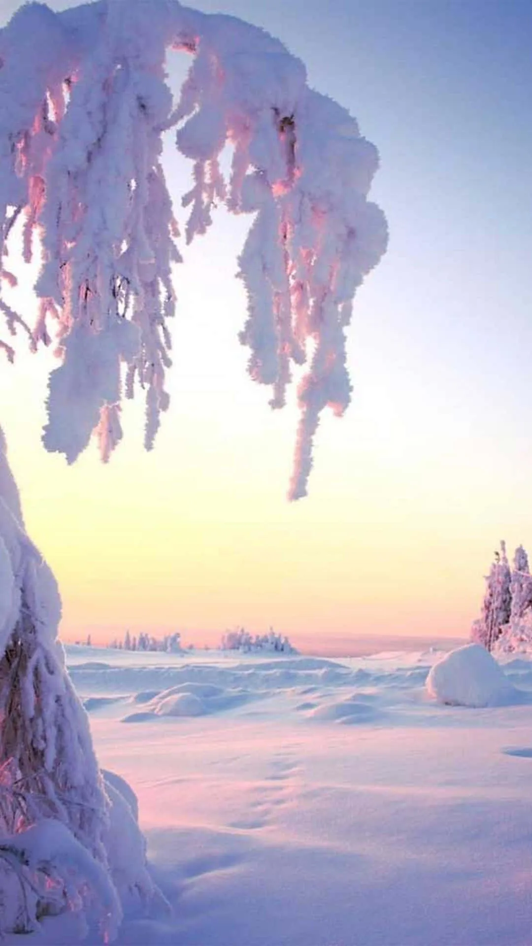 Download A Snow Covered Landscape With Trees And Snow Wallpaper